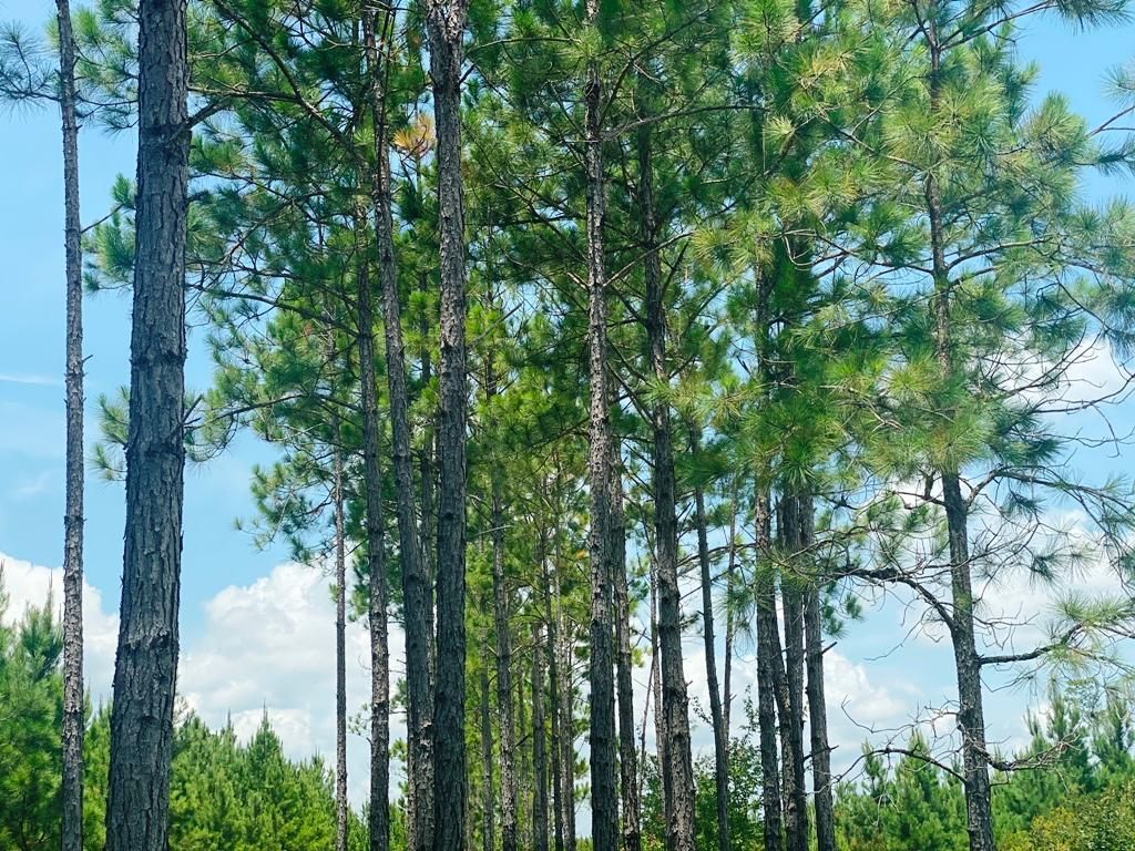 Millwood, Ware County, GA Recreational Property for sale Property ID 413806866 LandWatch