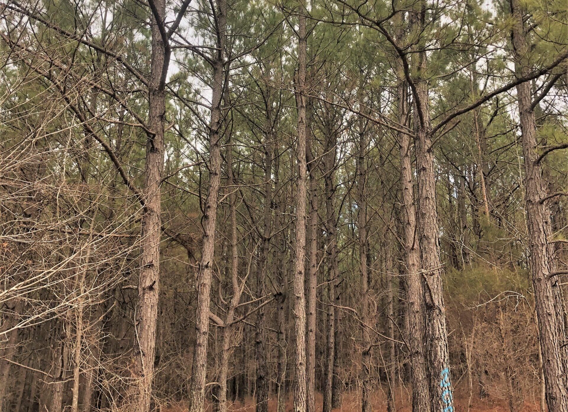 Burna, Livingston County, KY Recreational Property, Timberland Property