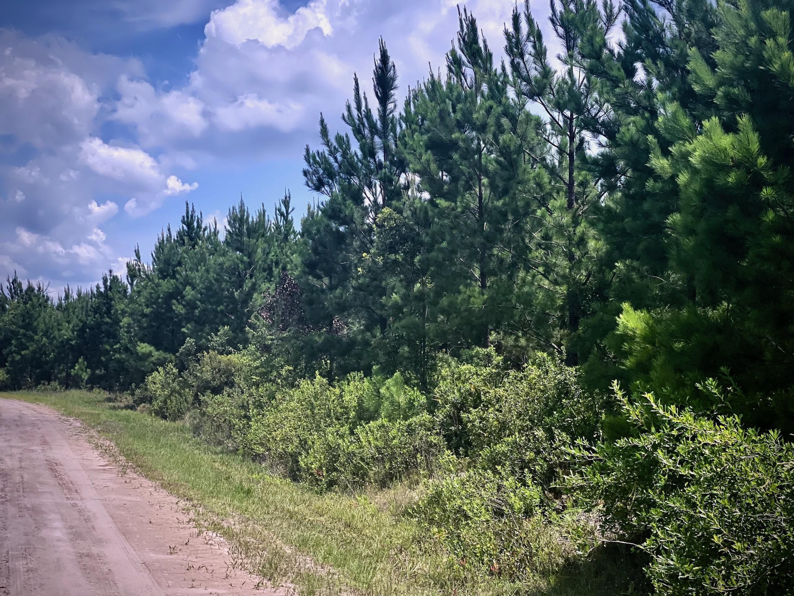 Millwood, Ware County, GA Recreational Property, Timberland Property