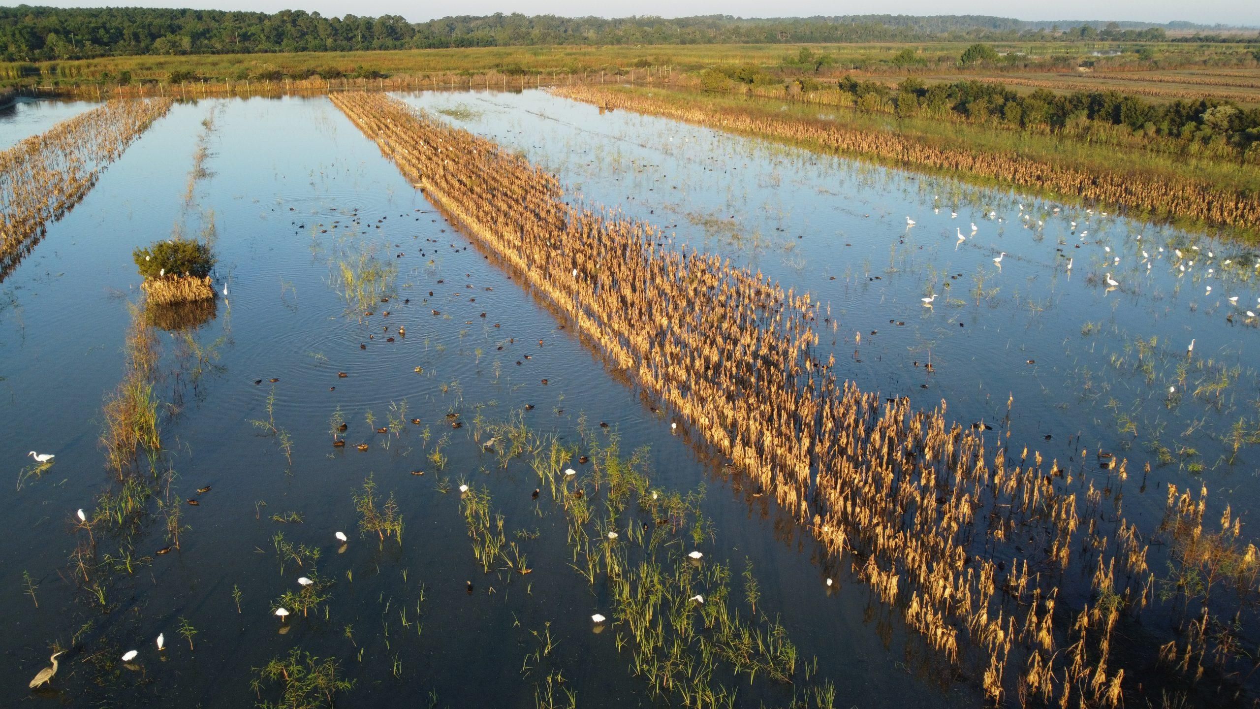 Edisto Island, Charleston County, SC Recreational Property, Undeveloped