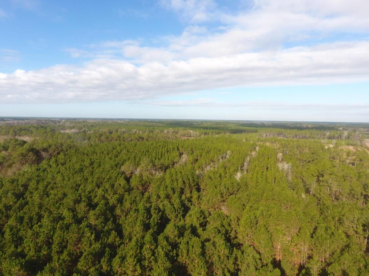 Bacon County, Alma, GA 31510 LandWatch