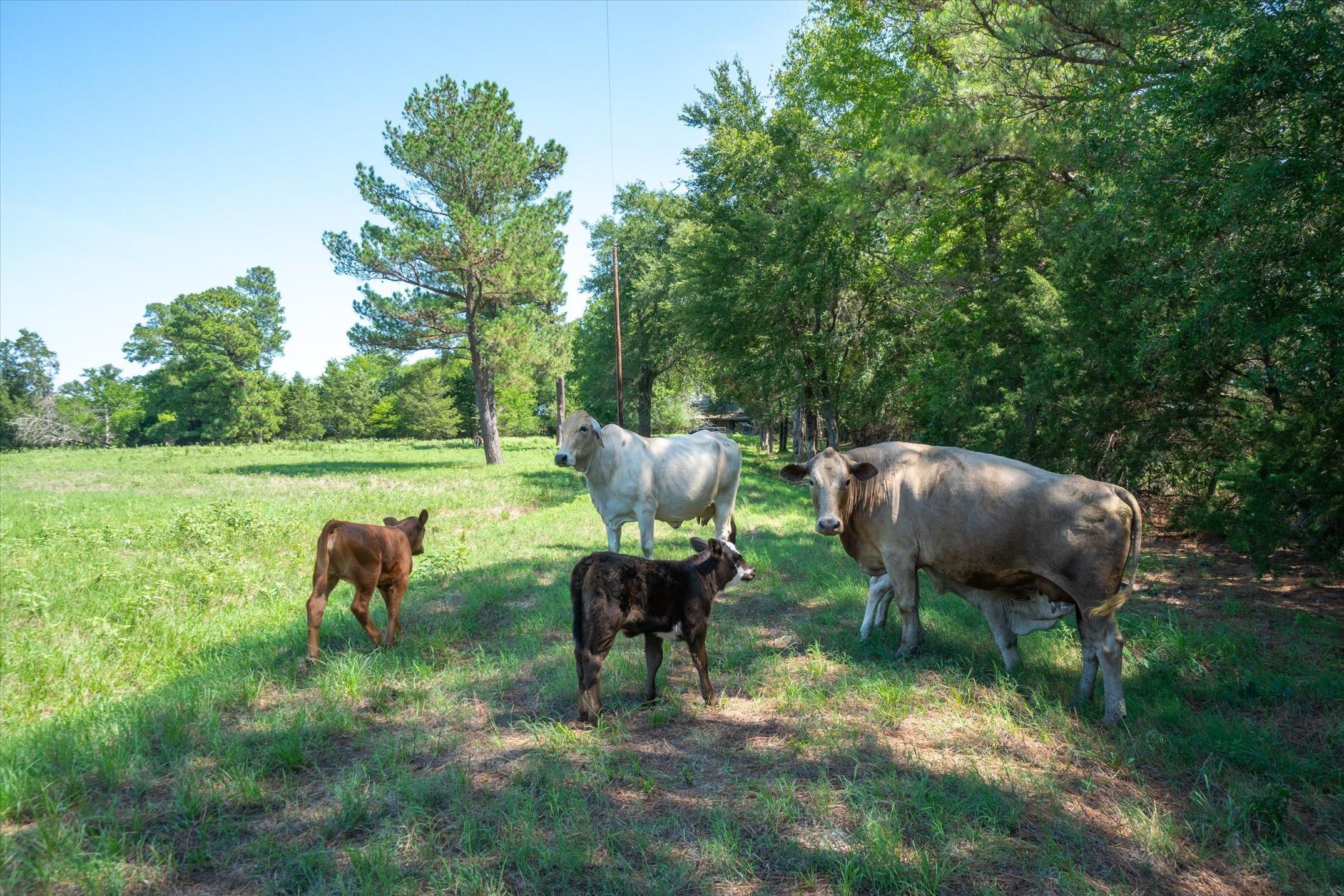 Edgewood, Van Zandt County, TX Farms and Ranches for sale Property ID