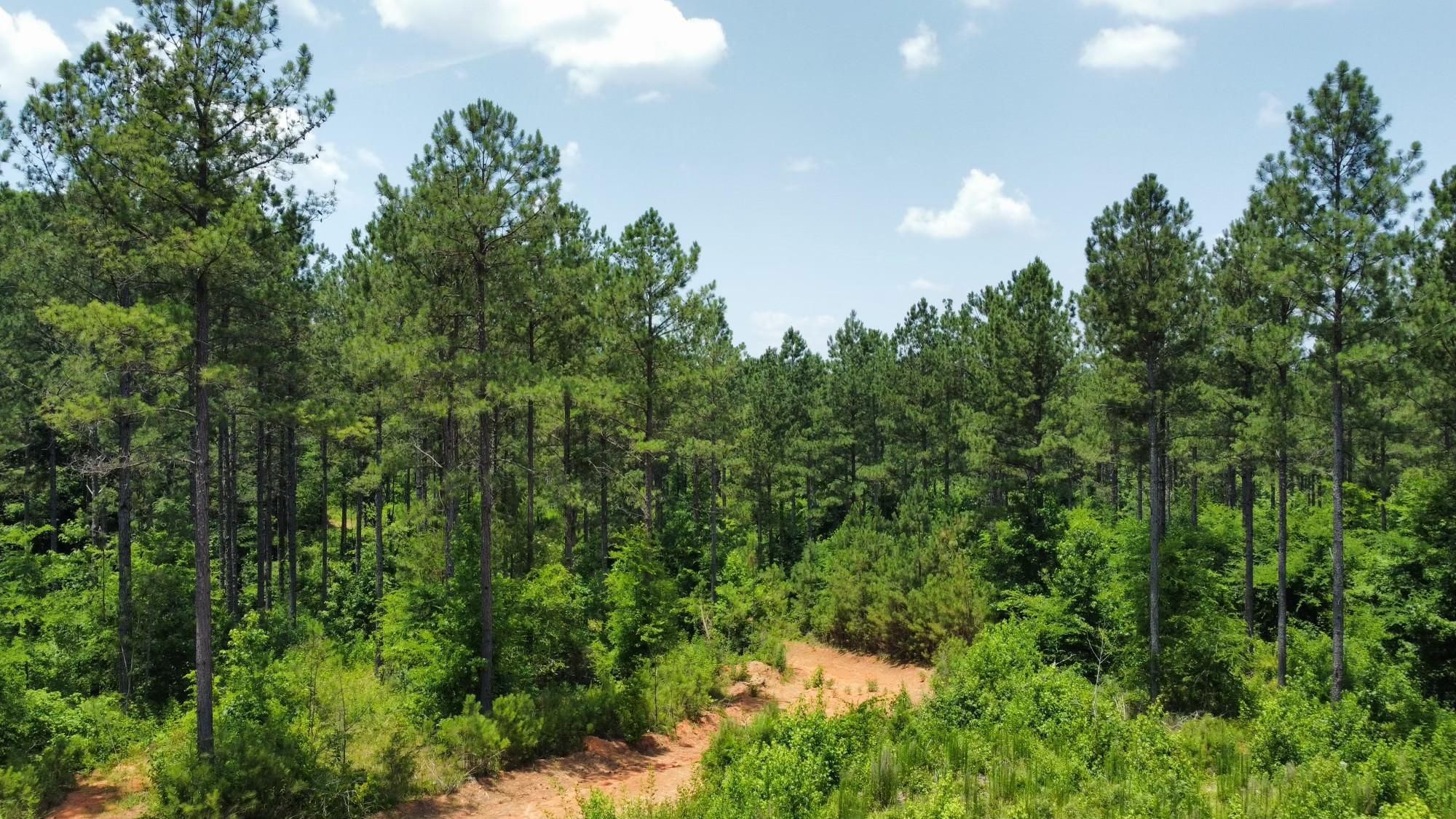 Abbeville, Abbeville County, SC Recreational Property, Timberland