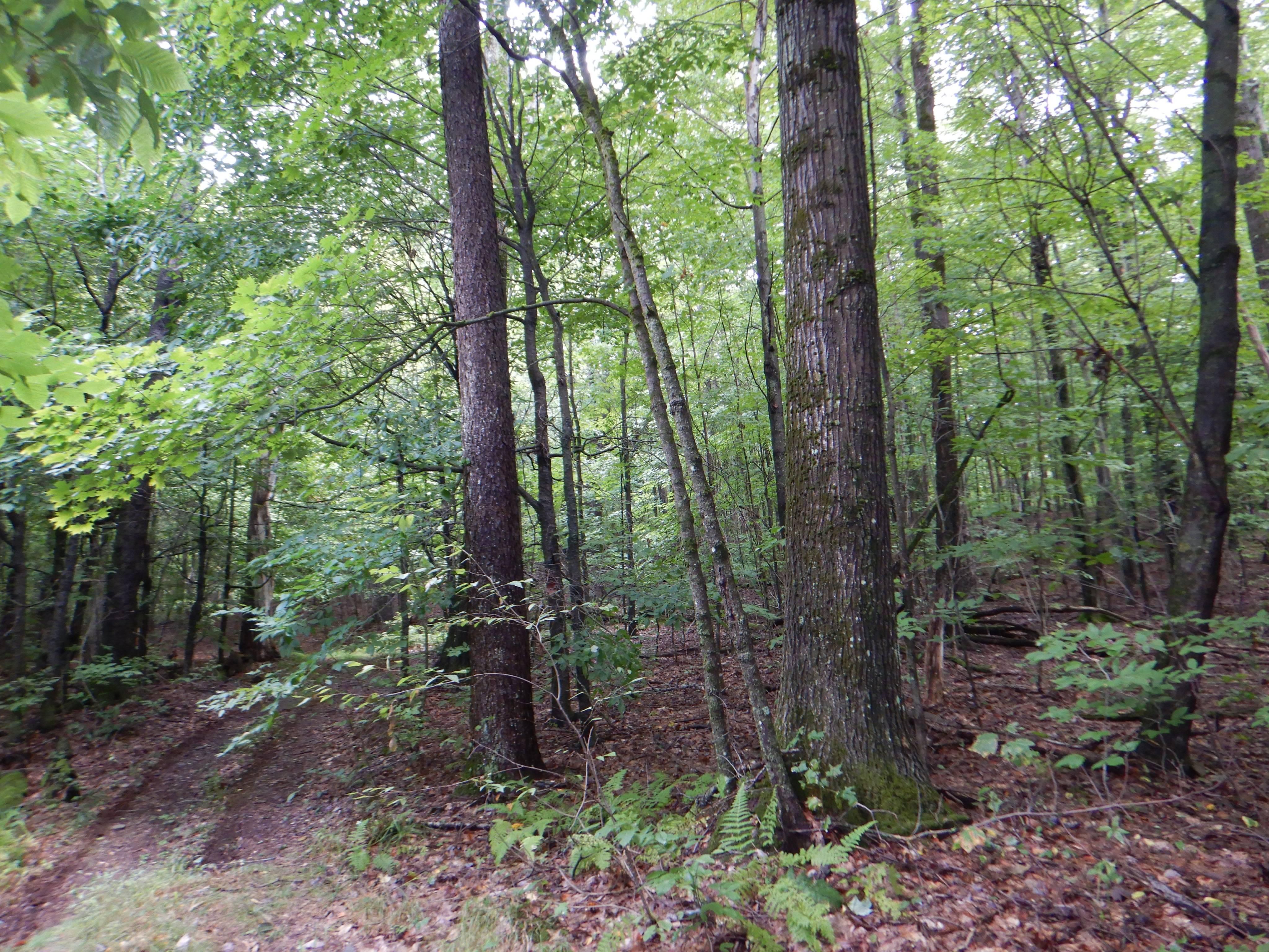 Norwich, Chenango County, NY Recreational Property, Hunting Property