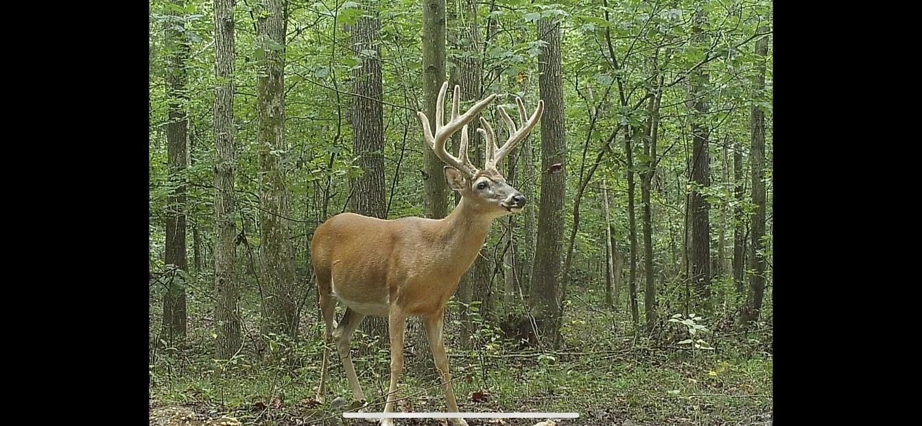 Dawson Springs, Hopkins County, KY Recreational Property, Undeveloped Land, Hunting Property for