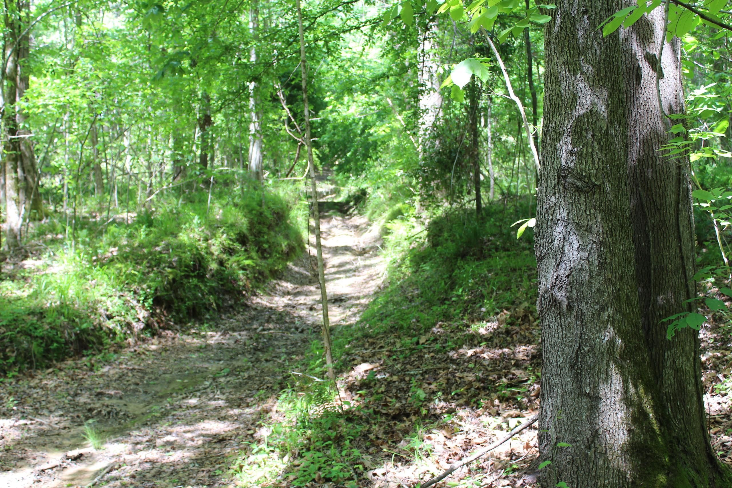 Port Gibson, Claiborne County, MS Recreational Property, Timberland