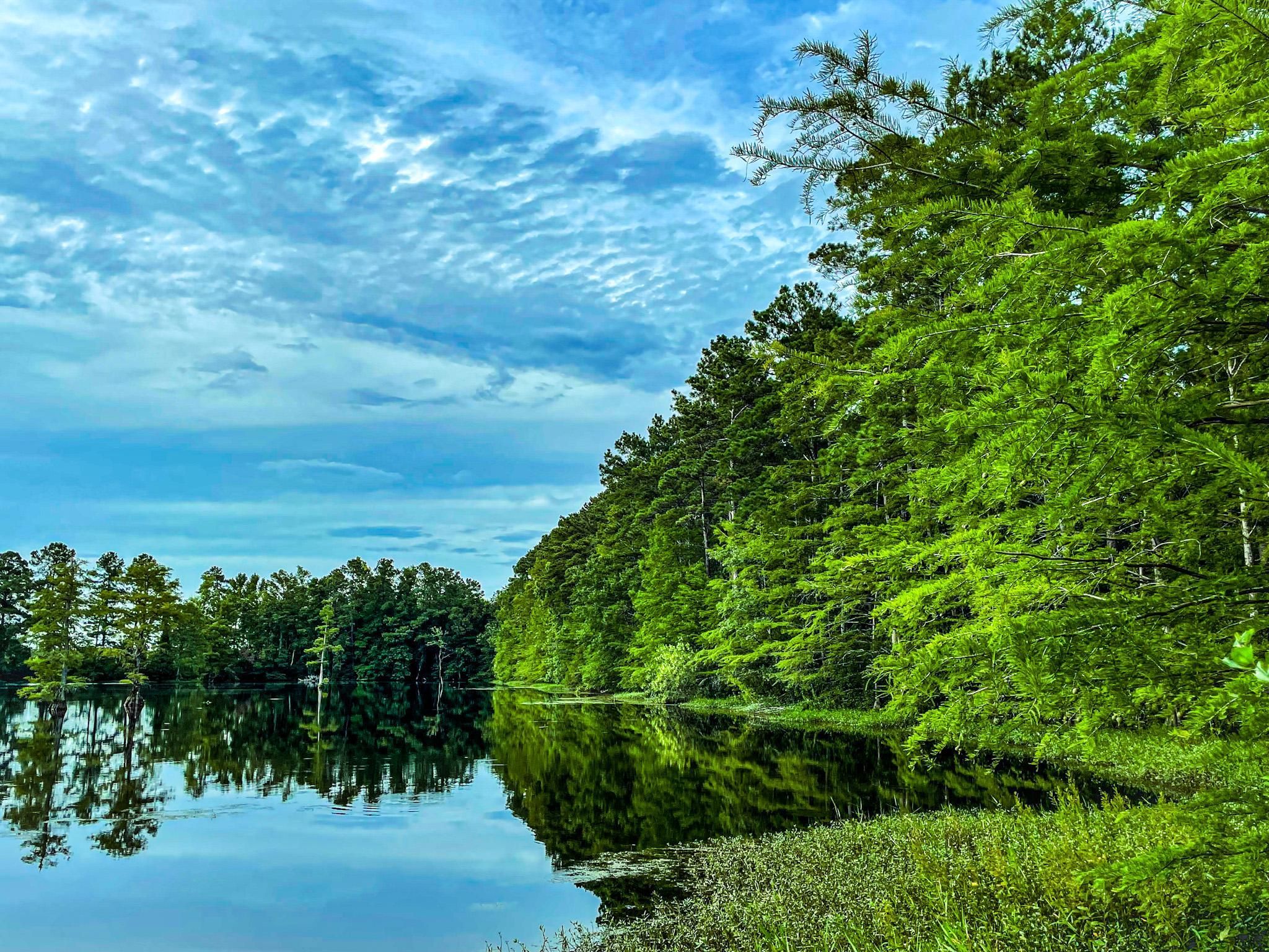 Nichols, Horry County, SC Recreational Property, Timberland Property