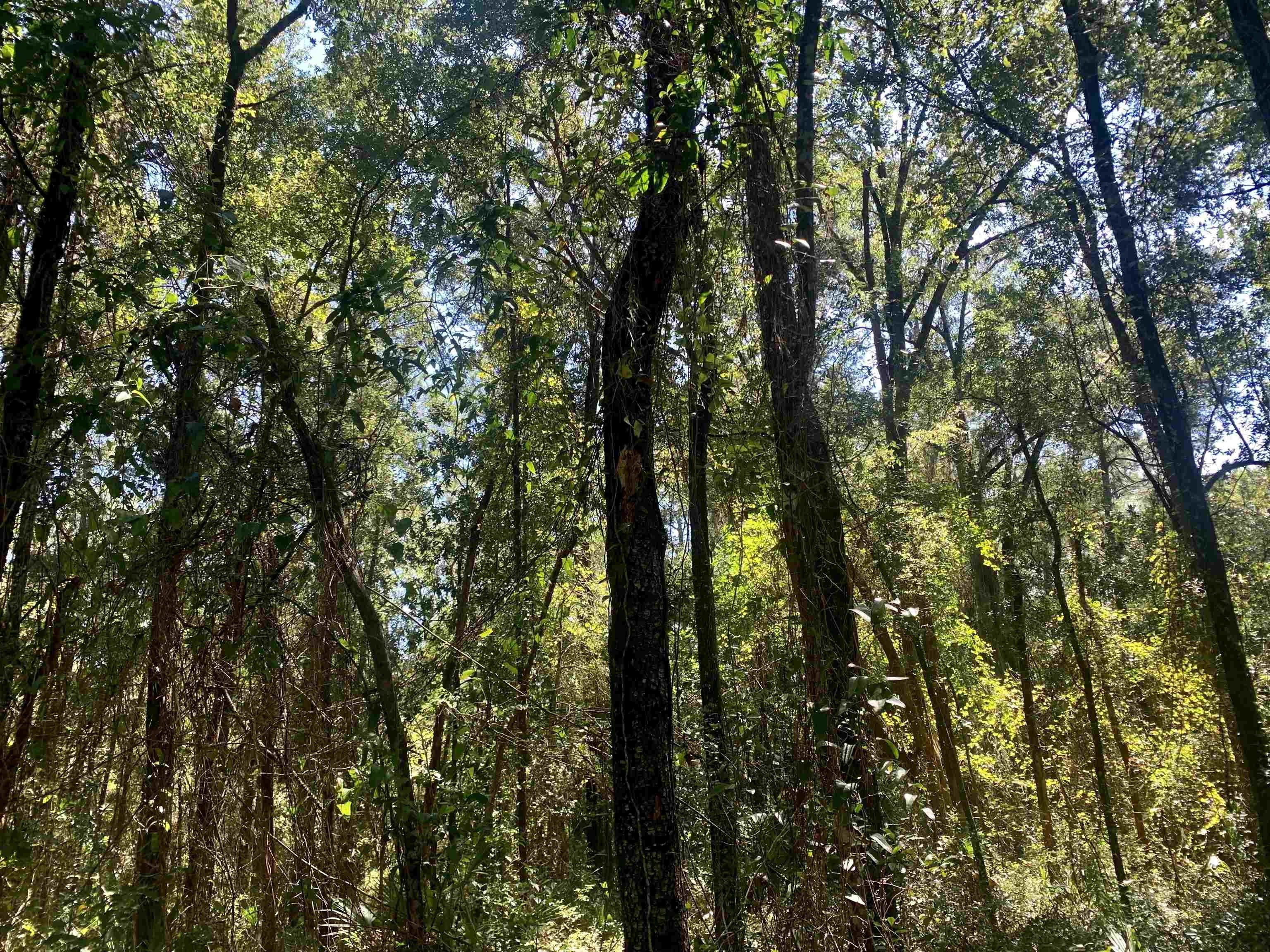 Perry, Taylor County, FL Farms and Ranches, Homesites for sale Property