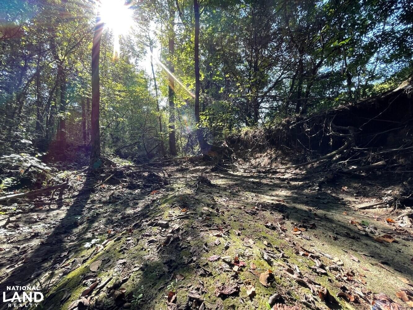 Booneville, Prentiss County, MS Recreational Property, Timberland