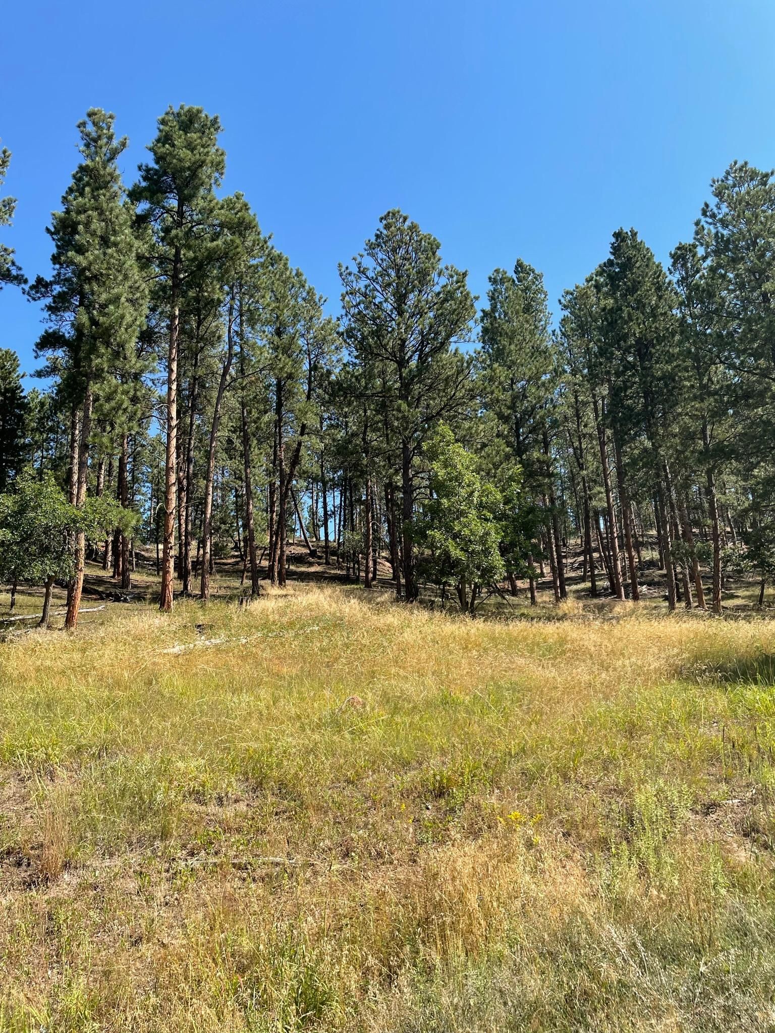 70 acres in Sundance, WY, 82729 MLS Bearlodge Estates Parcel LandWatch
