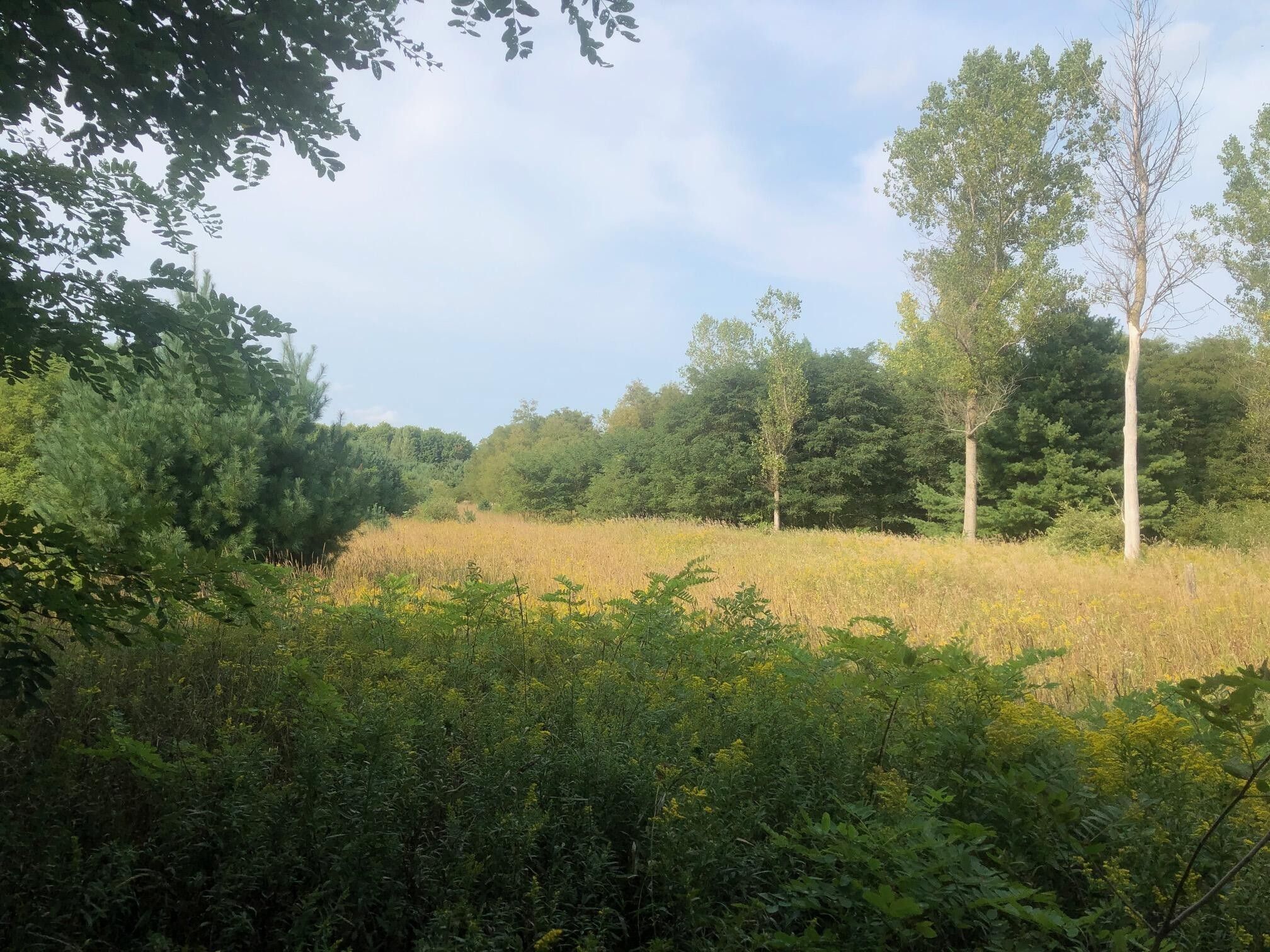 Bear Lake, Manistee County, MI Undeveloped Land for sale Property ID