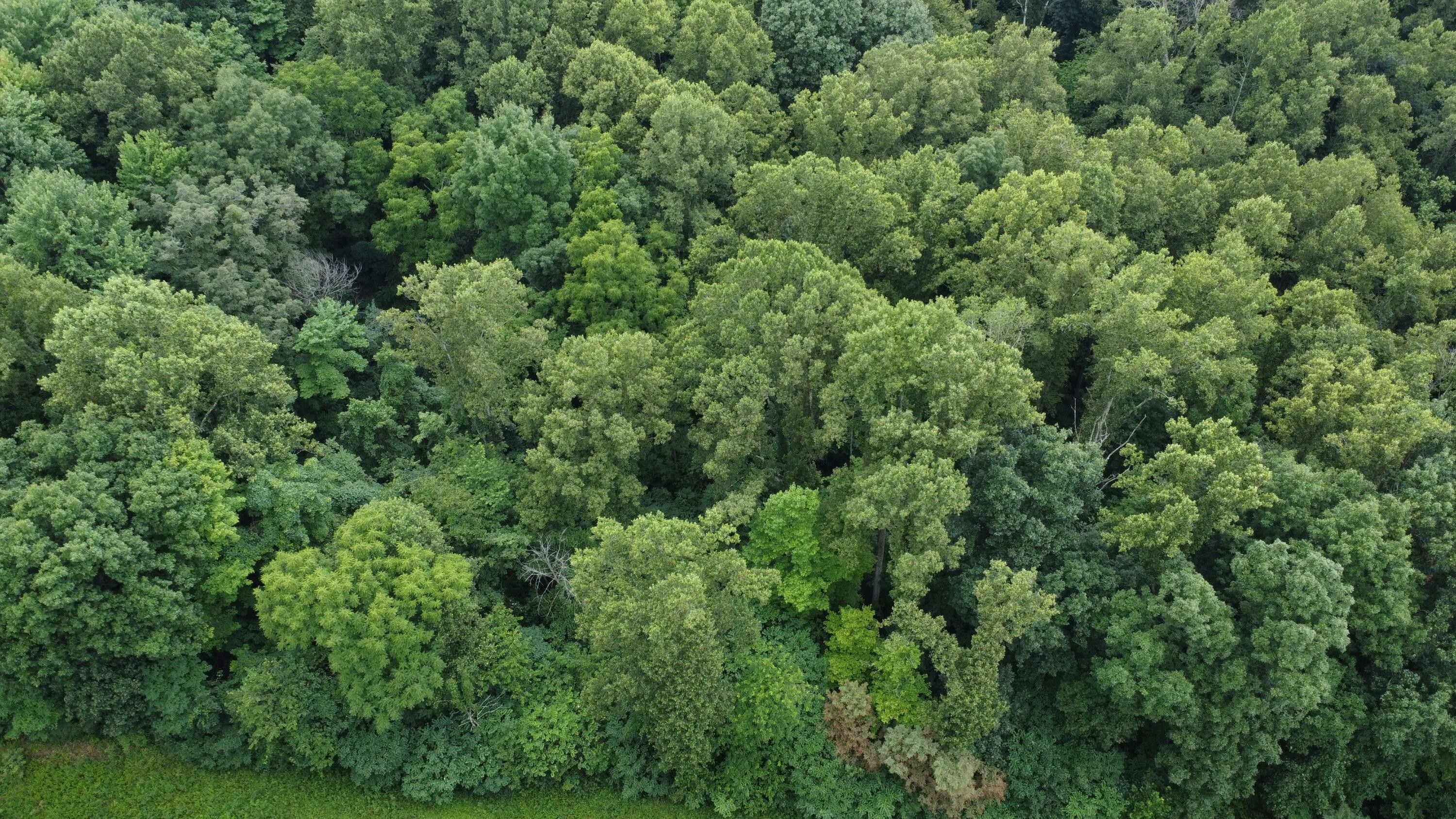 Vinton, Vinton County, OH Undeveloped Land for sale Property ID