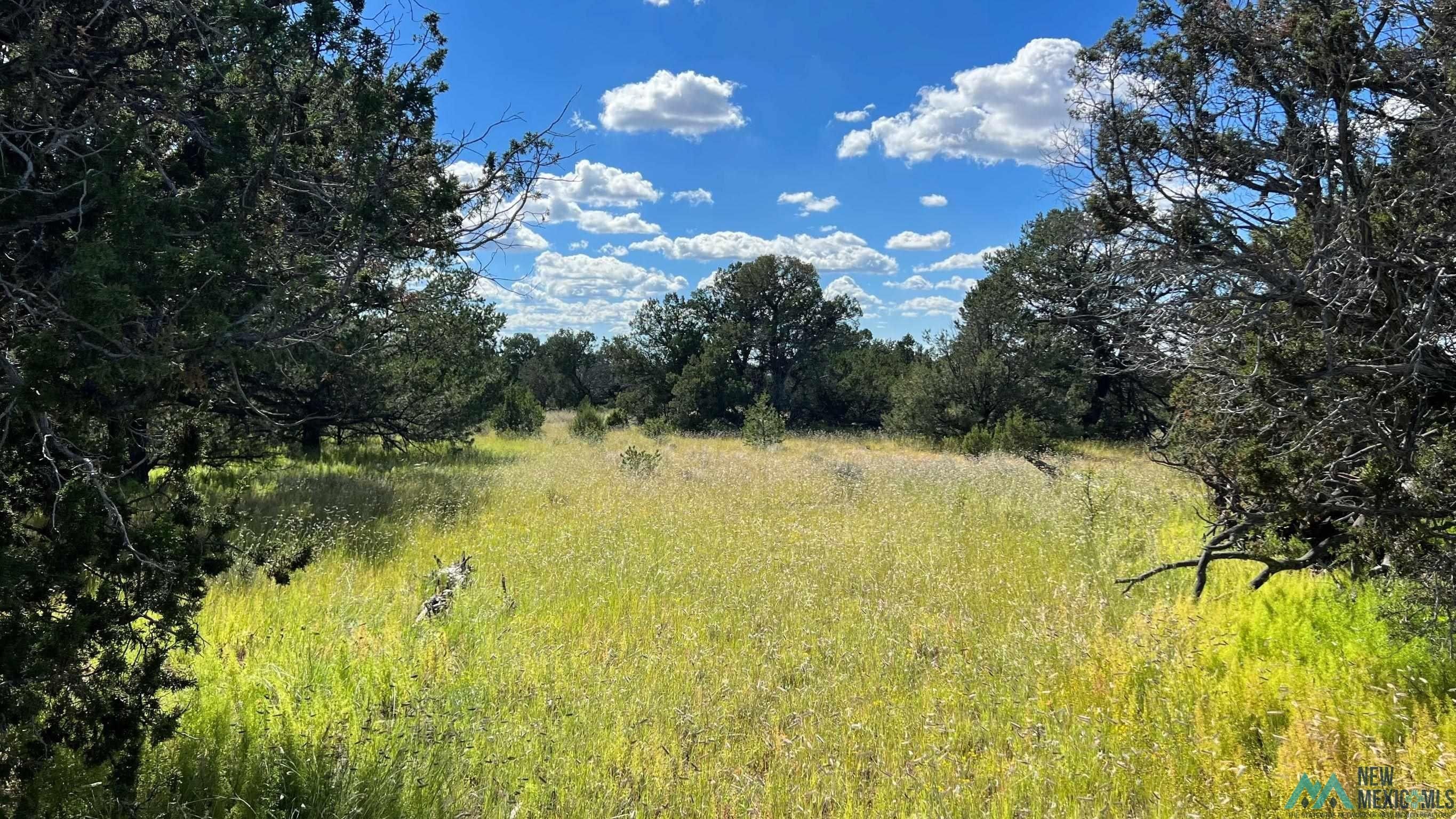 Pie Town, Catron County, NM Recreational Property, Undeveloped Land for sale Property ID