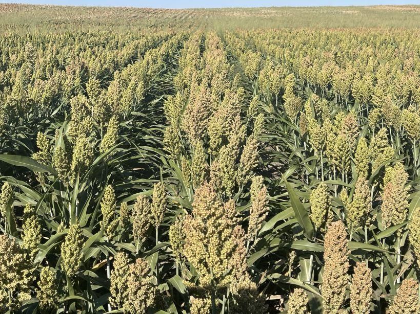 1,118 acres in Haxtun, CO, 80731 MLS ABE Elliff, LLC Dryland Auction