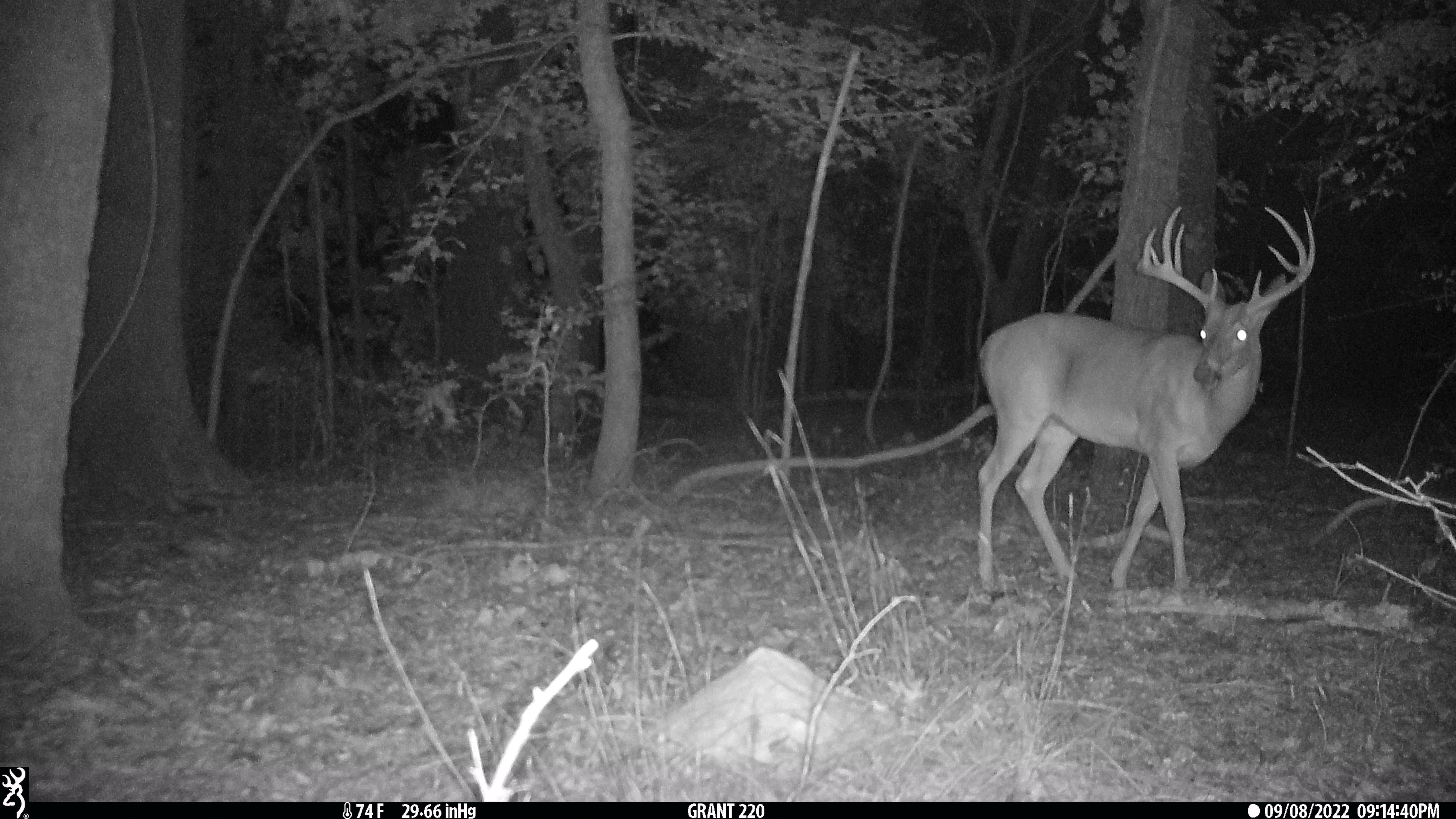 Colfax, Grant Parish, LA Recreational Property, Timberland Property