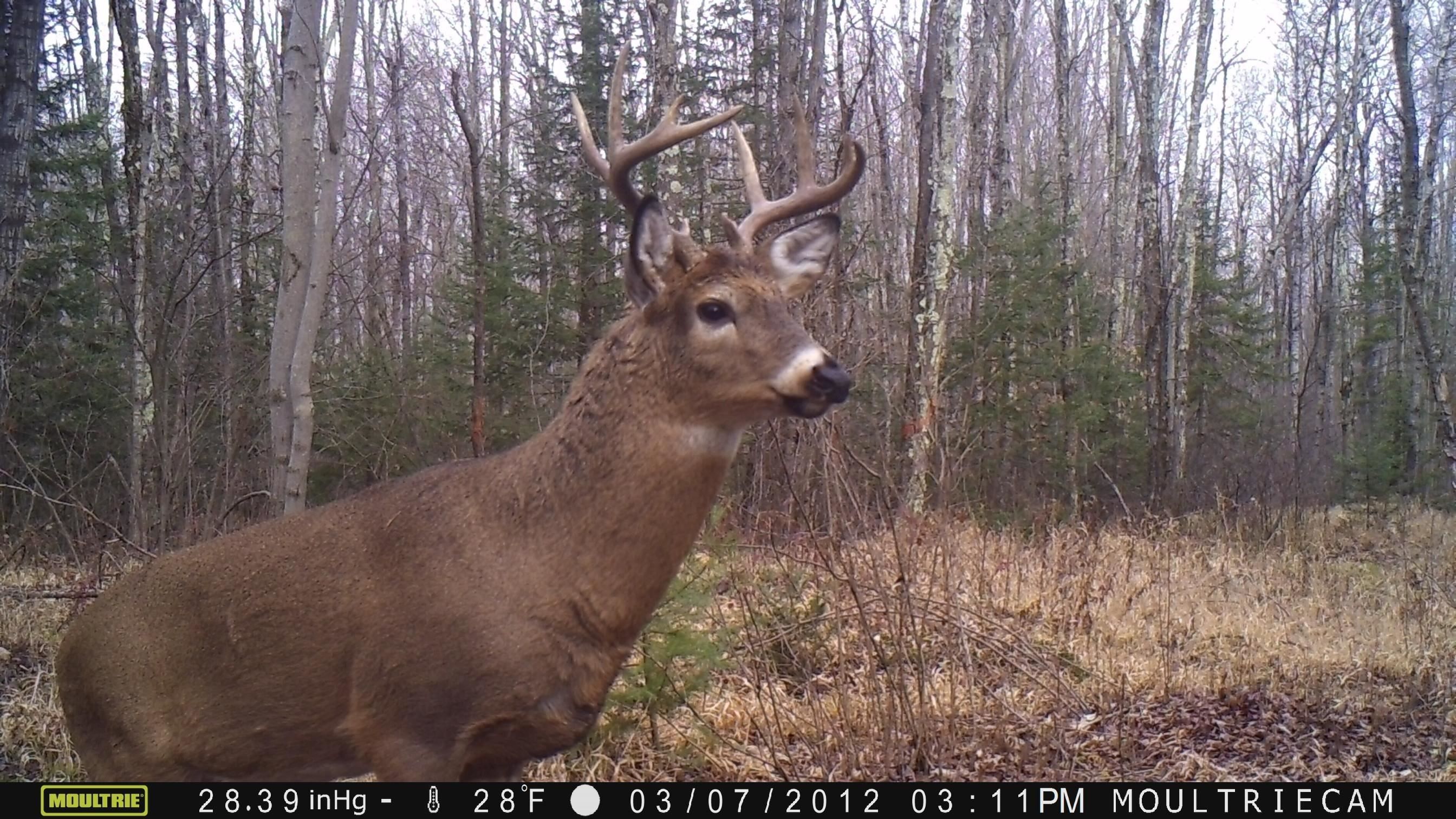 Gleason, Langlade County, WI Undeveloped Land for sale Property ID