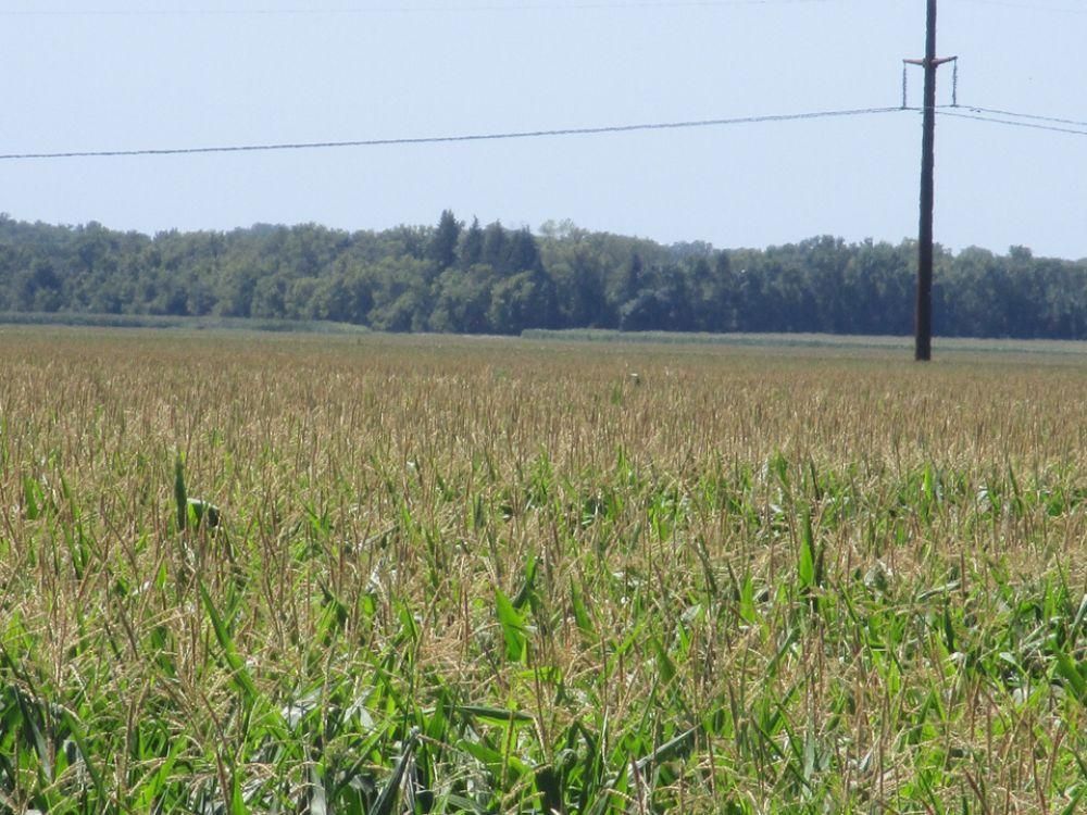 Kindred, Richland County, ND Farms and Ranches, Undeveloped Land for
