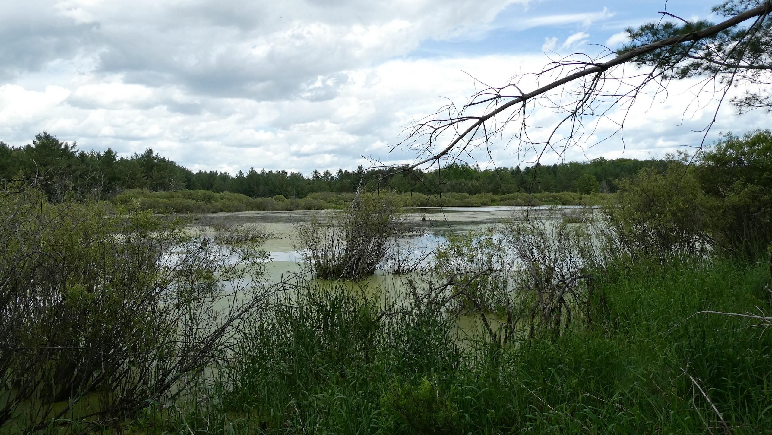 Marion, Osceola County, MI Recreational Property, Timberland Property
