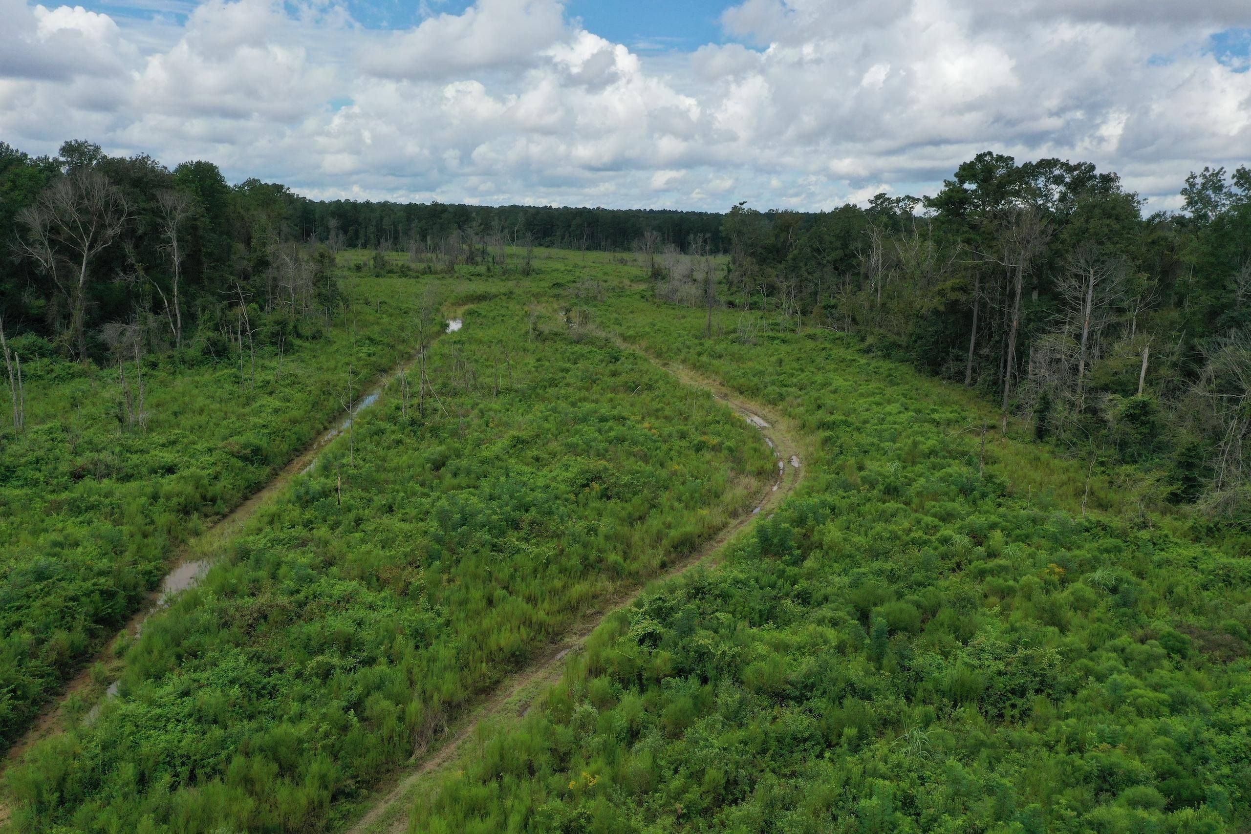Pine Grove, Saint Helena Parish, LA Recreational Property, Timberland