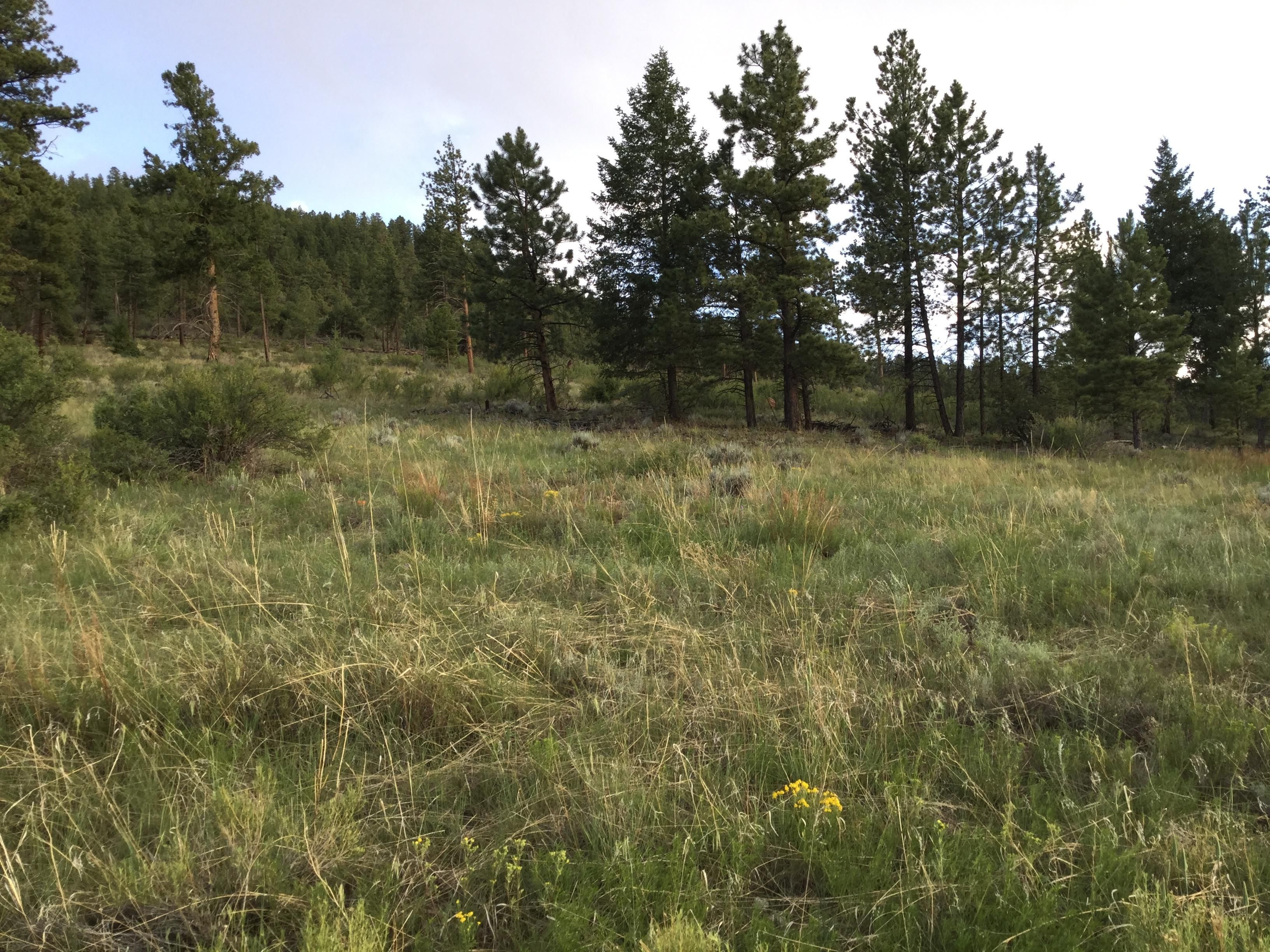 Salida, Chaffee County, CO Recreational Property, Undeveloped Land for