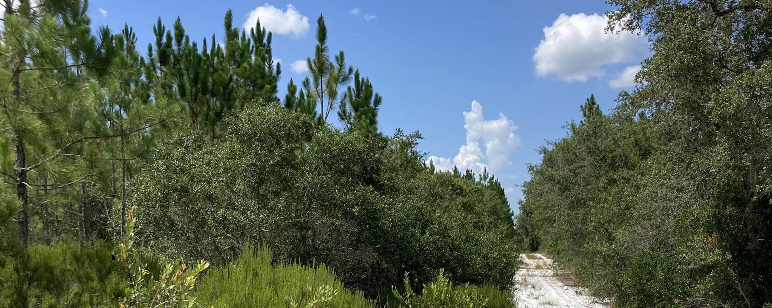 Trenton, Gilchrist County, FL Recreational Property, Timberland