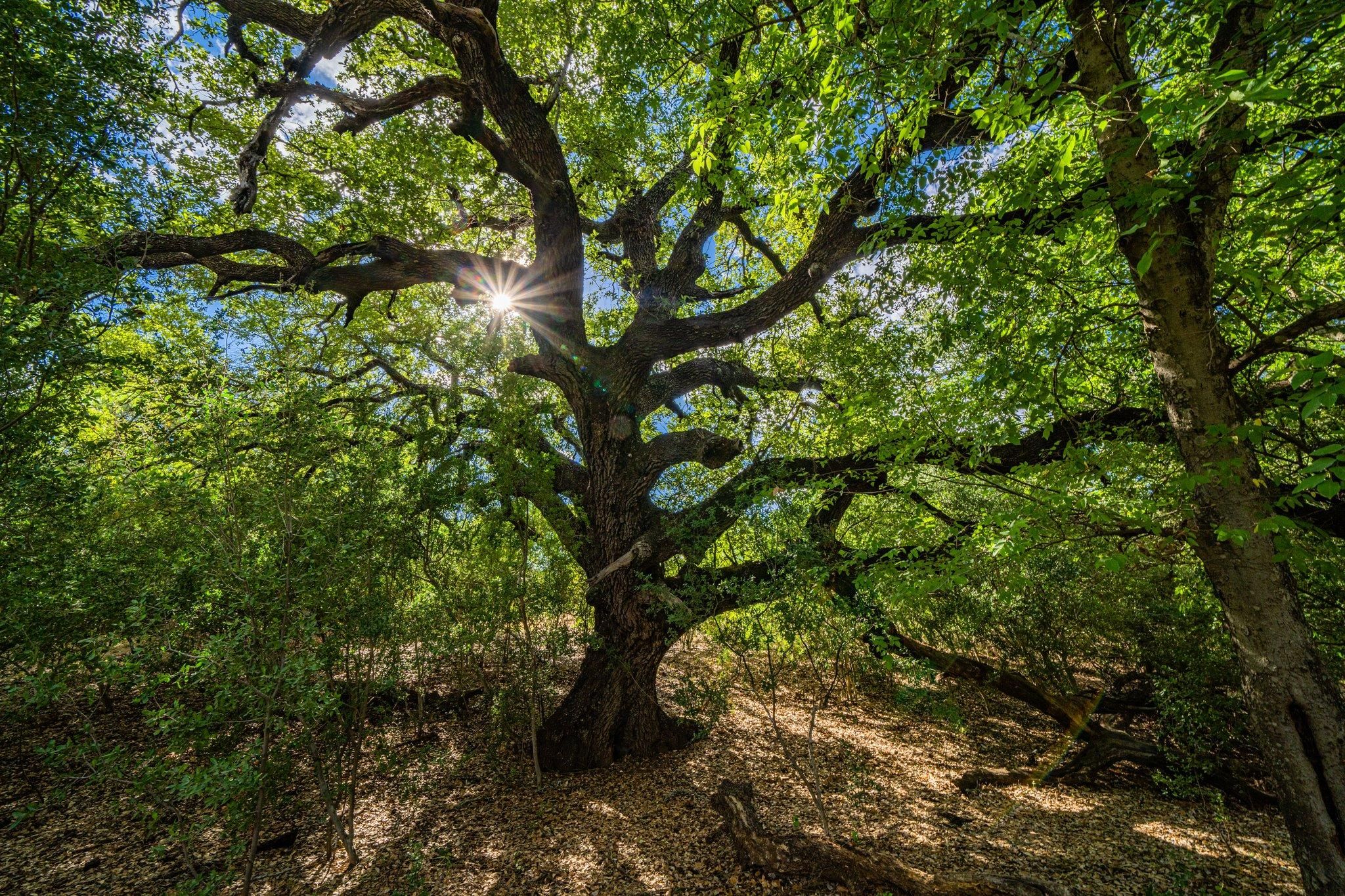 Jourdanton, Atascosa County, TX Farms and Ranches, Recreational