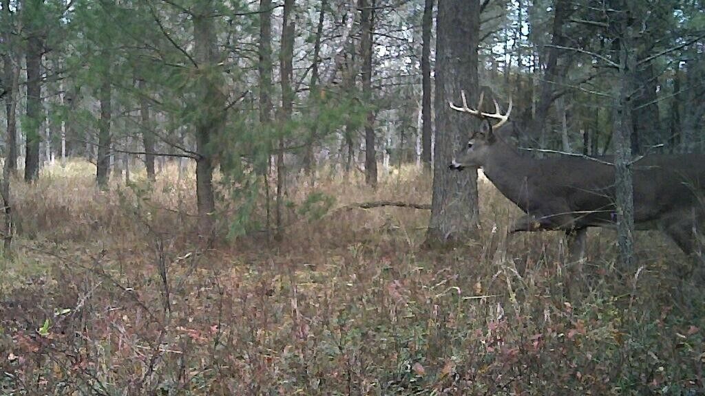 Luther, Lake County, MI Farms and Ranches for sale Property ID