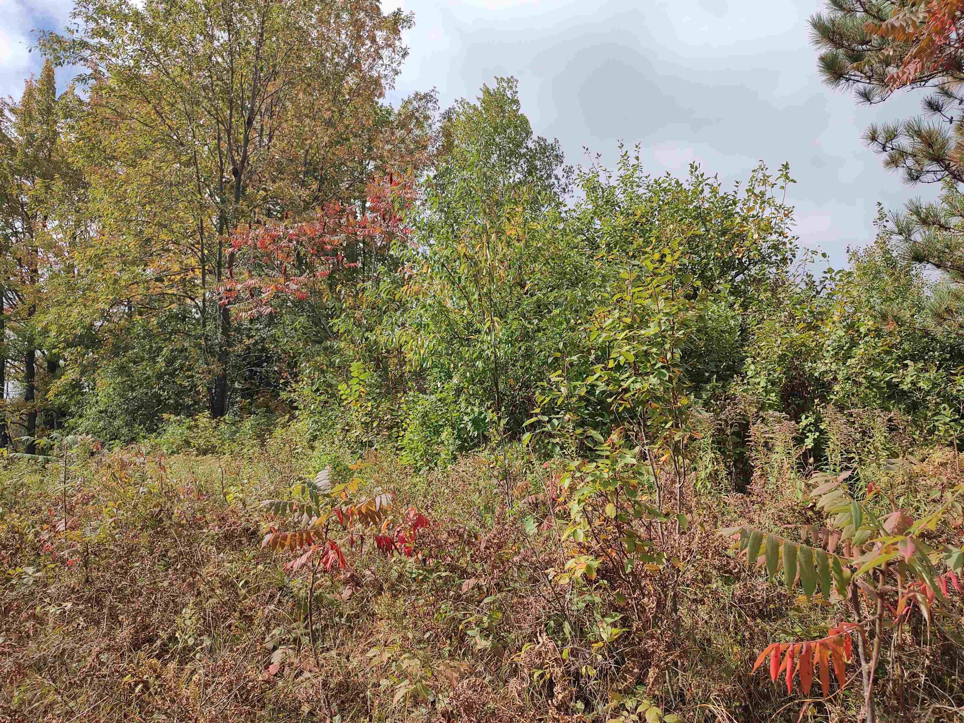 Elderon, Marathon County, WI Undeveloped Land, Lakefront Property