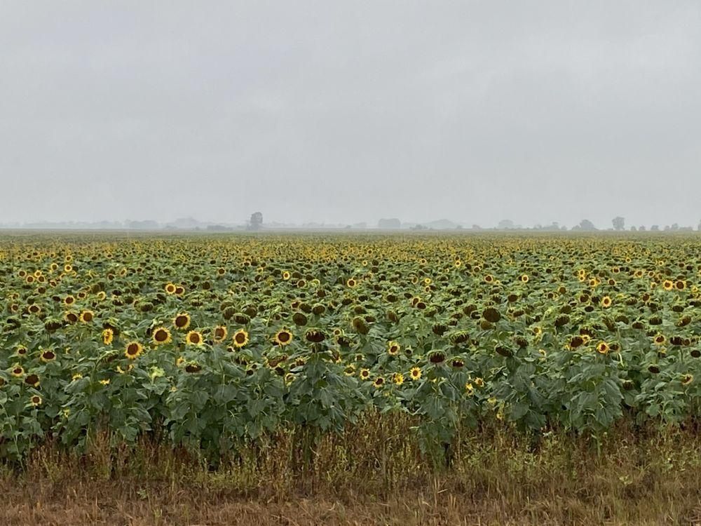 1,114.87 acres in Manvel, ND, LandWatch