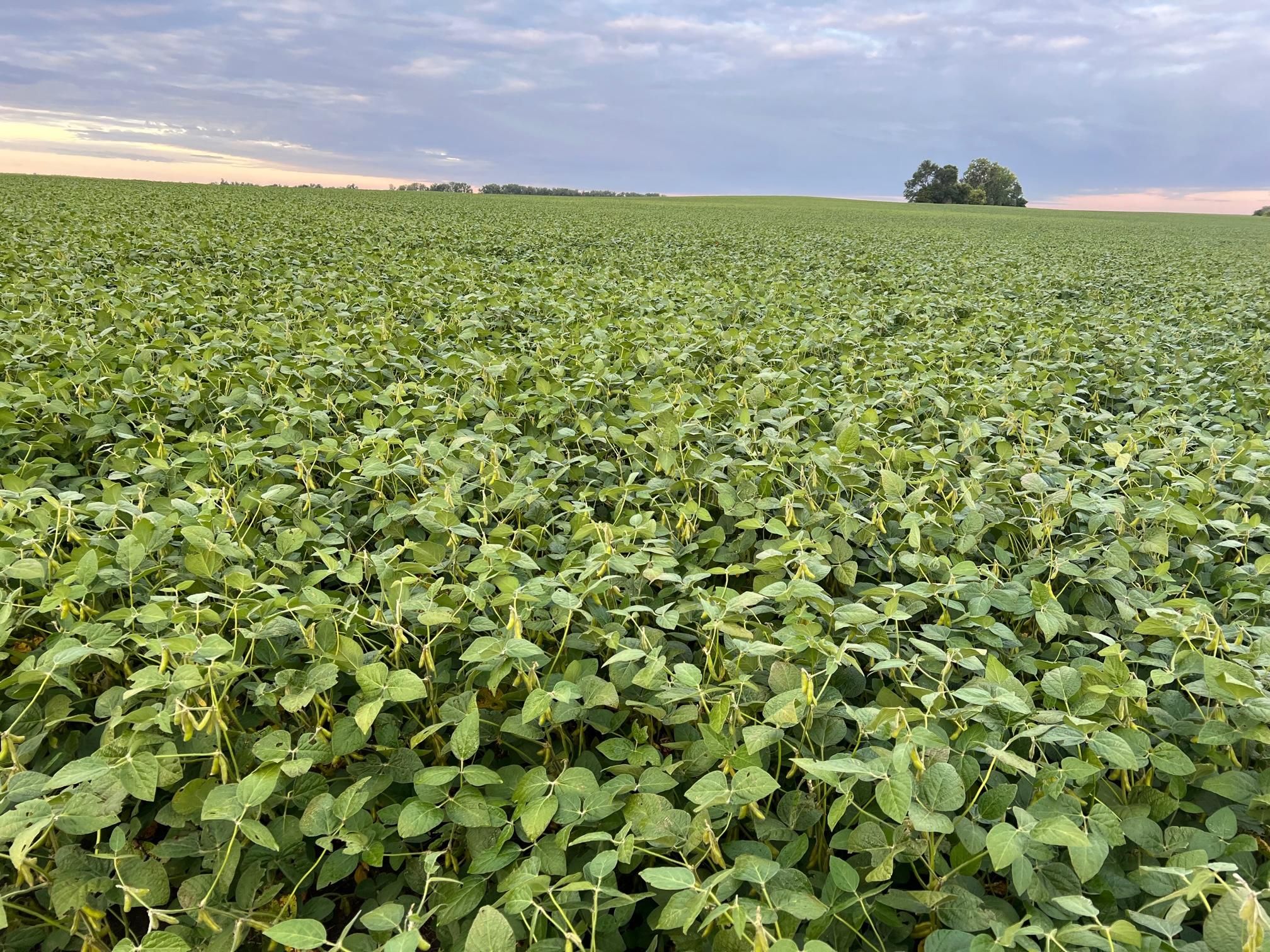 Pekin, Nelson County, ND Farms and Ranches for auction Property ID