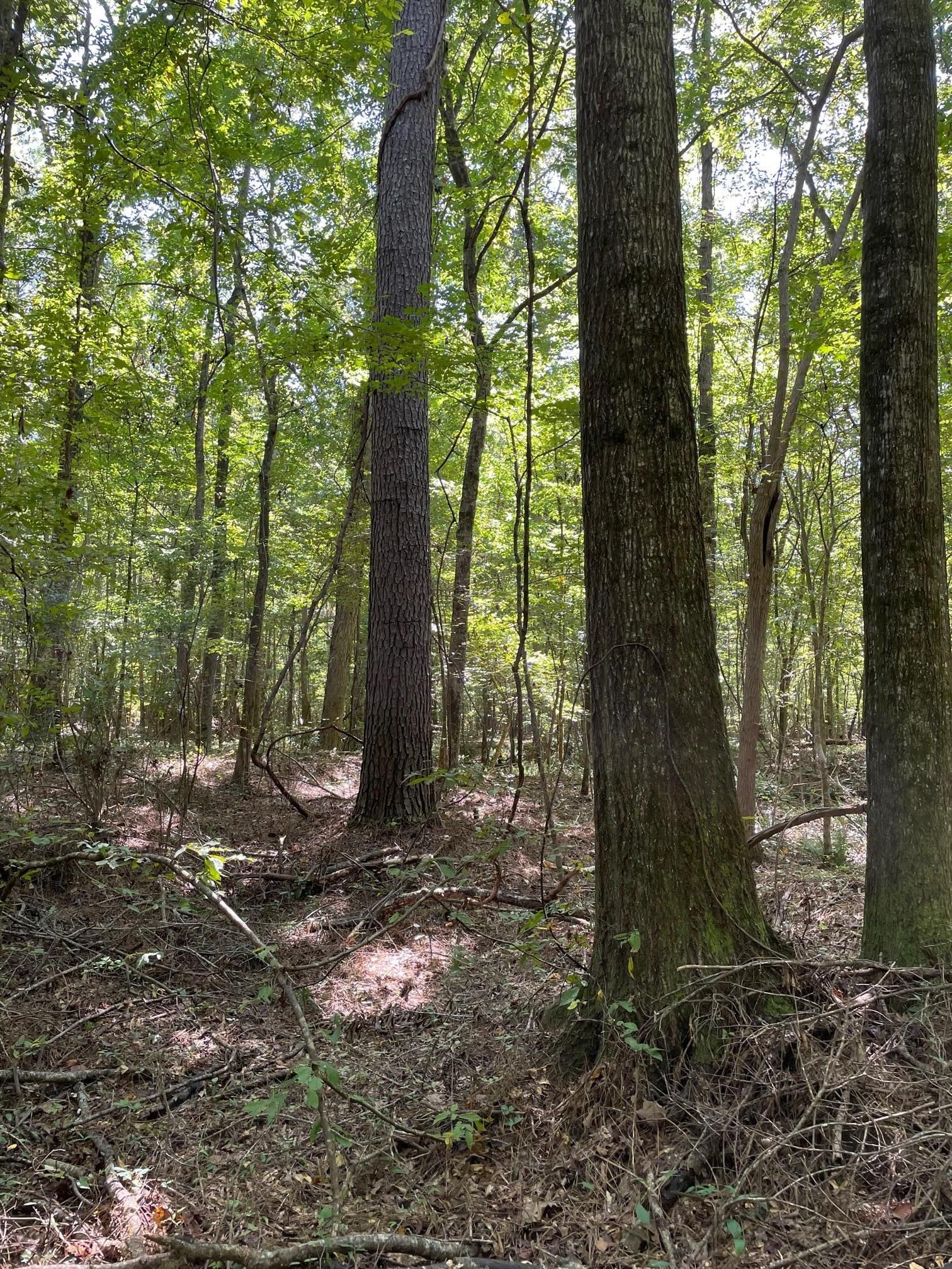 Utica, Hinds County, MS Timberland Property, Commercial Property, Hunting Property for sale