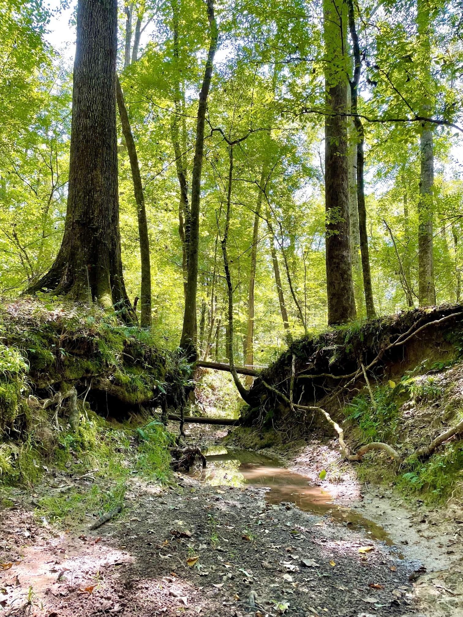 Utica, Hinds County, MS Undeveloped Land for sale Property ID 414911199 LandWatch