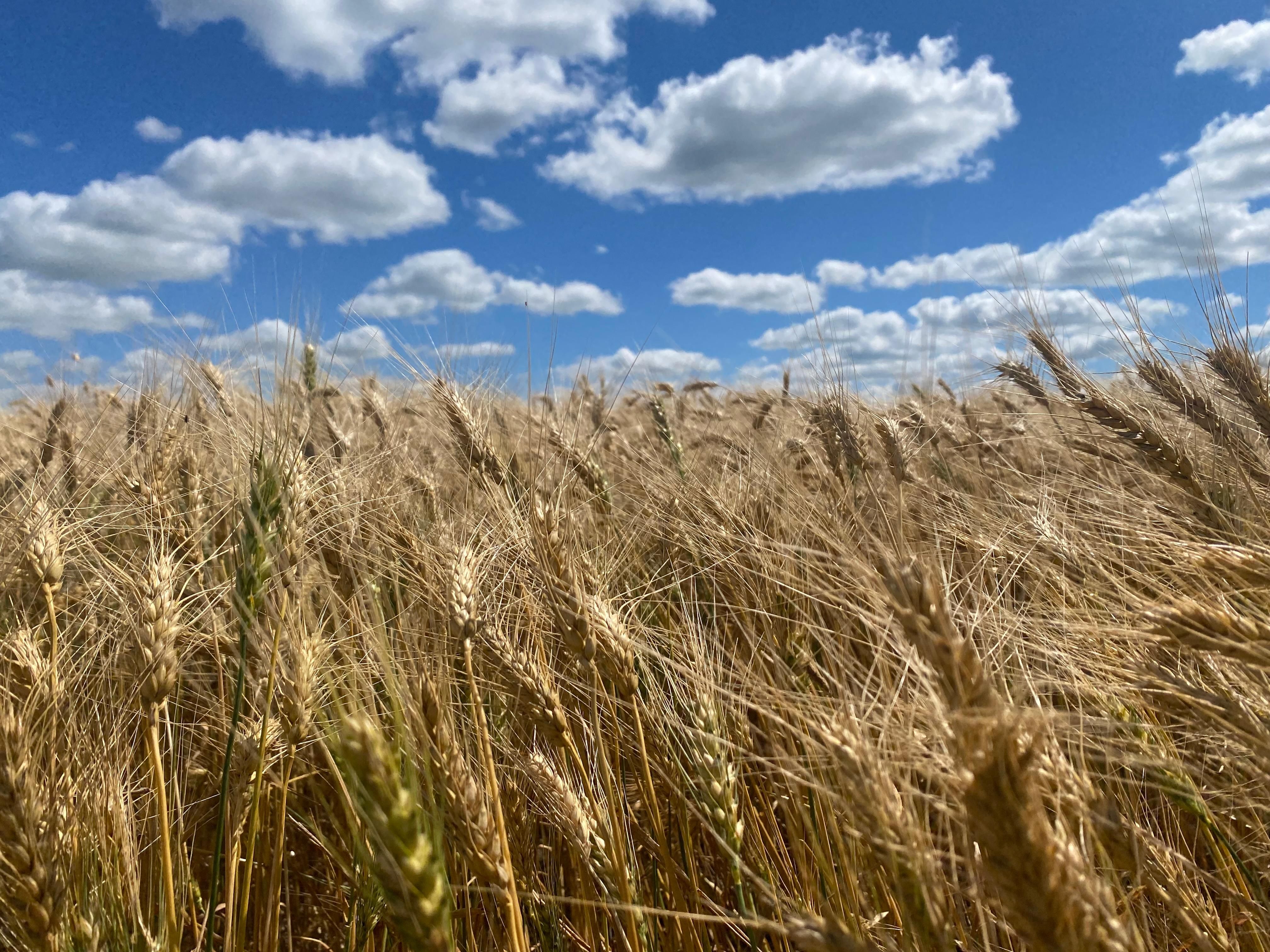 Minot, Ward County, ND Farms and Ranches for auction Property ID