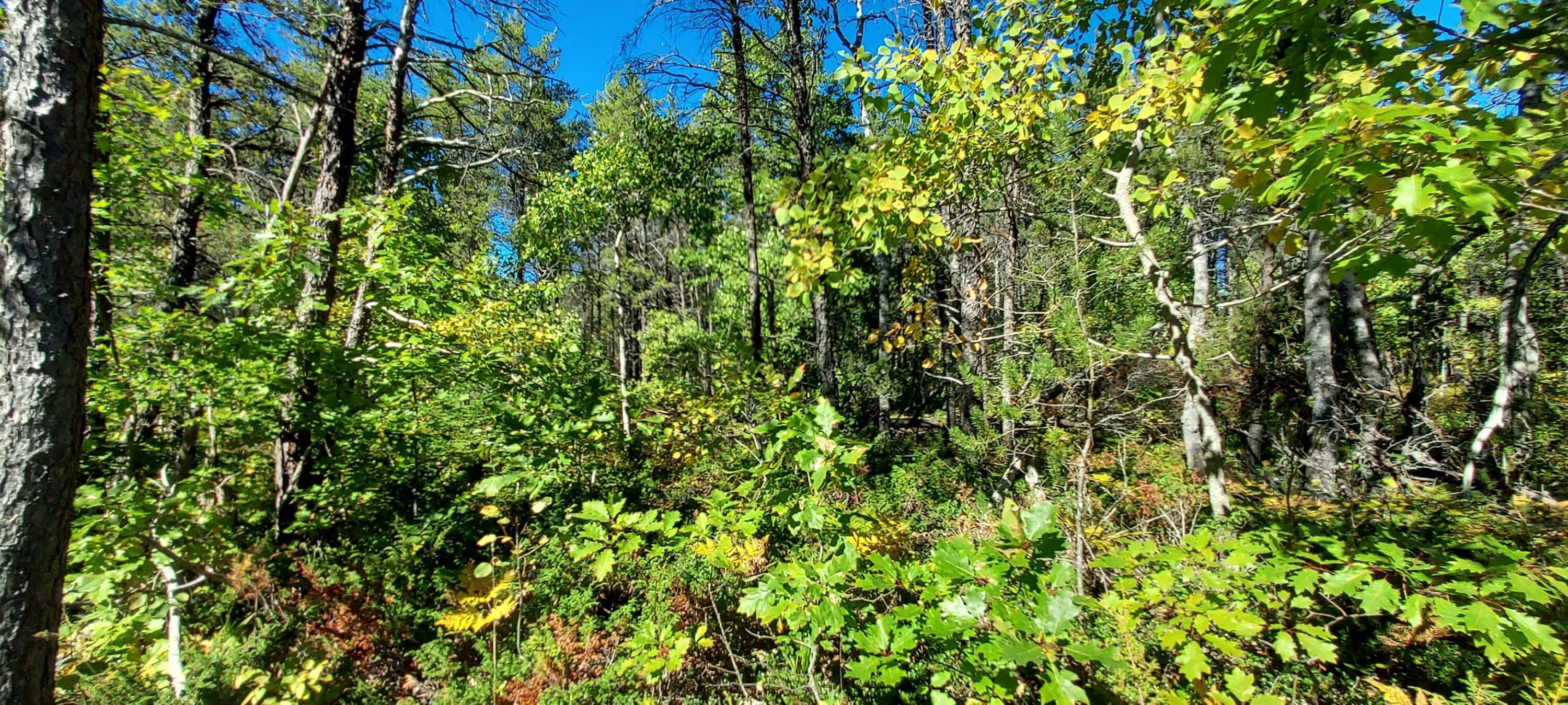 Ocqueoc, Presque Isle County, MI Undeveloped Land, Homesites for sale