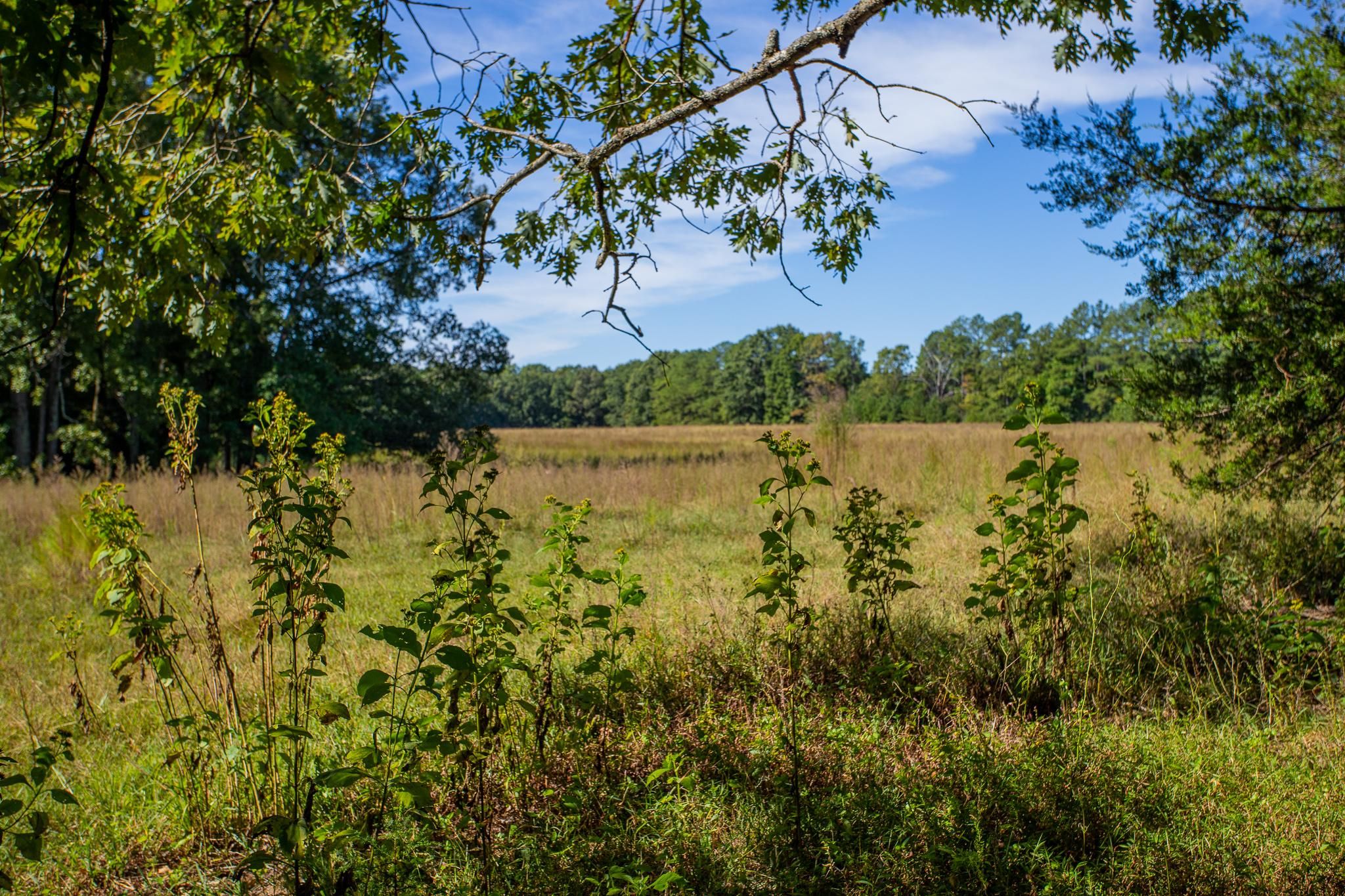 Brookneal, Campbell County, VA Recreational Property, Hunting Property