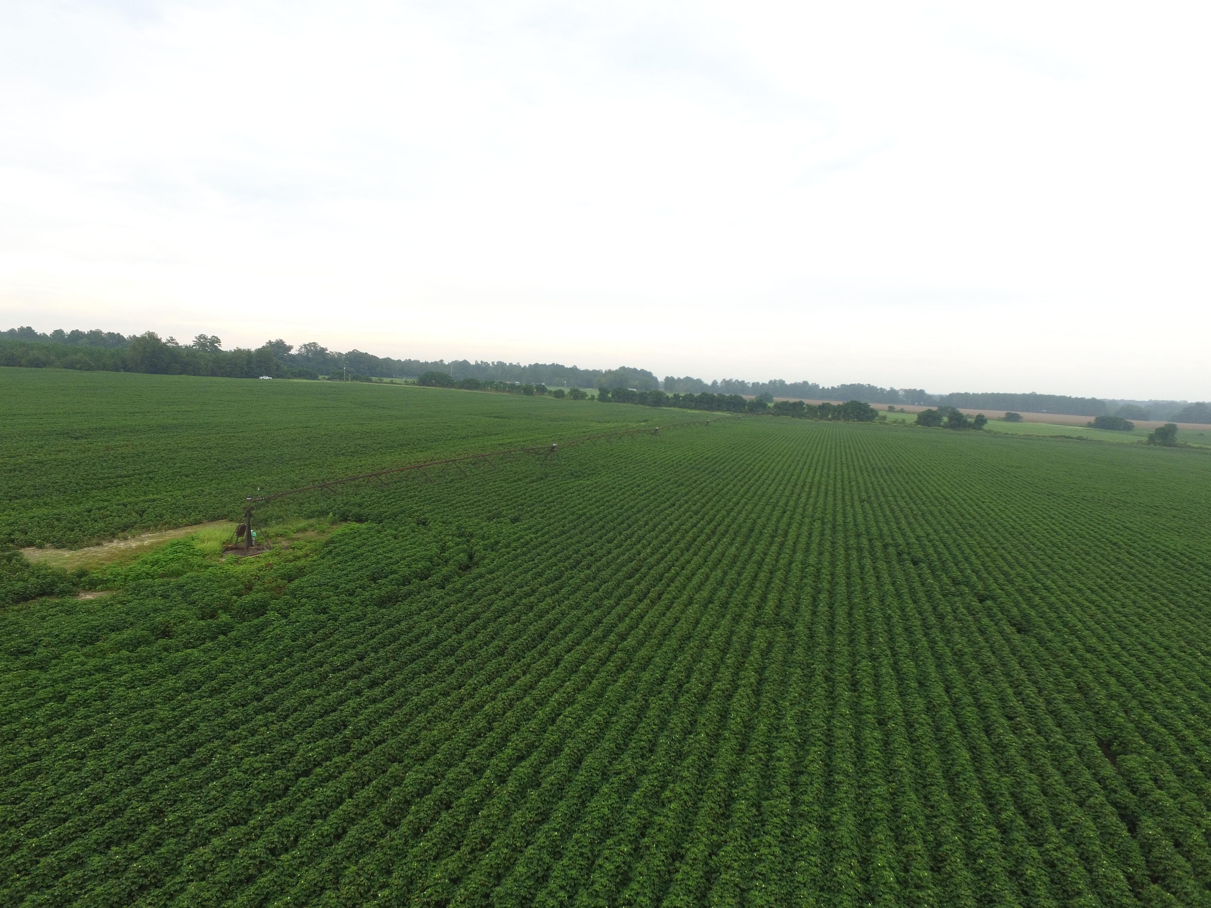 Hawkinsville, Pulaski County, GA Farms and Ranches, Timberland Property