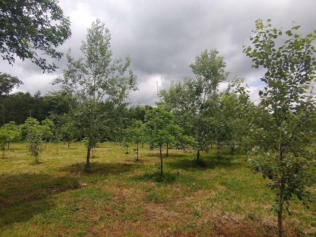 Danville, Yell County, AR House for sale Property ID 413832936 LandWatch