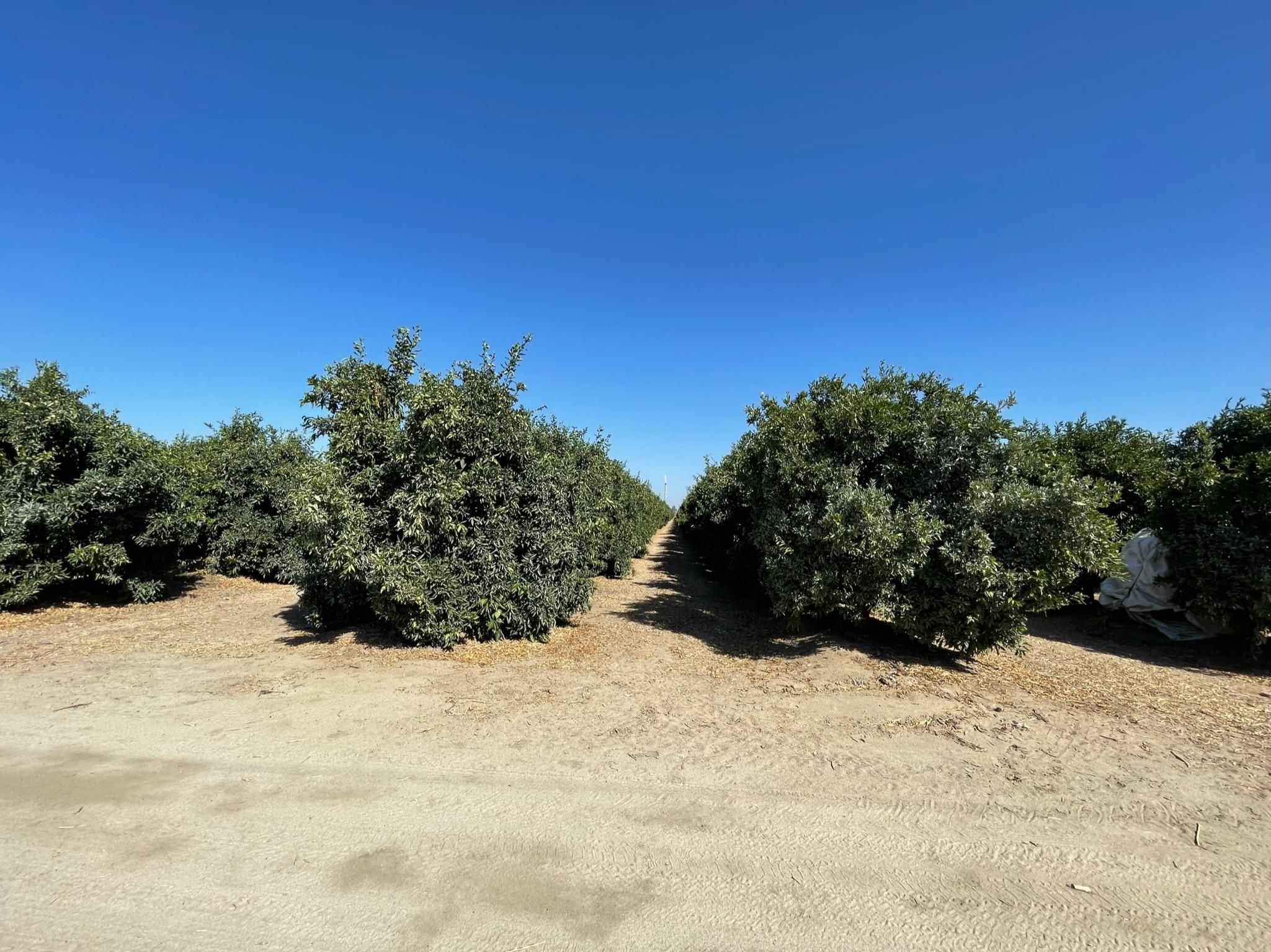 Kingsburg, Fresno County, CA Farms and Ranches for sale Property ID