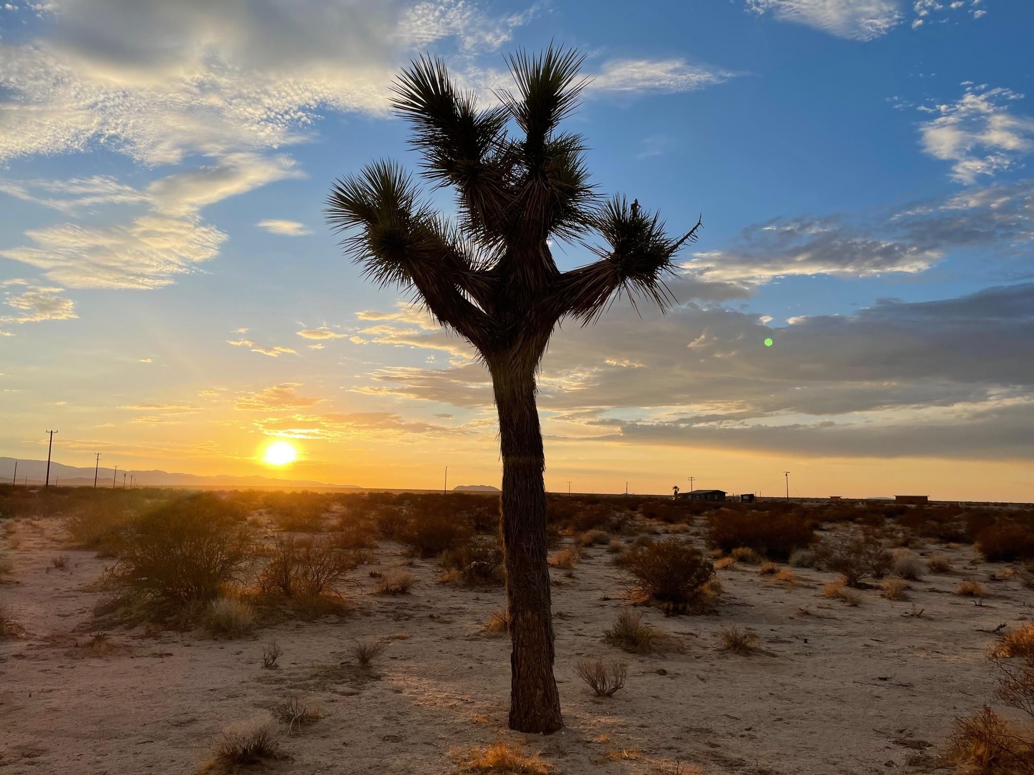 Joshua Tree, San Bernardino County, CA Farms and Ranches, Undeveloped