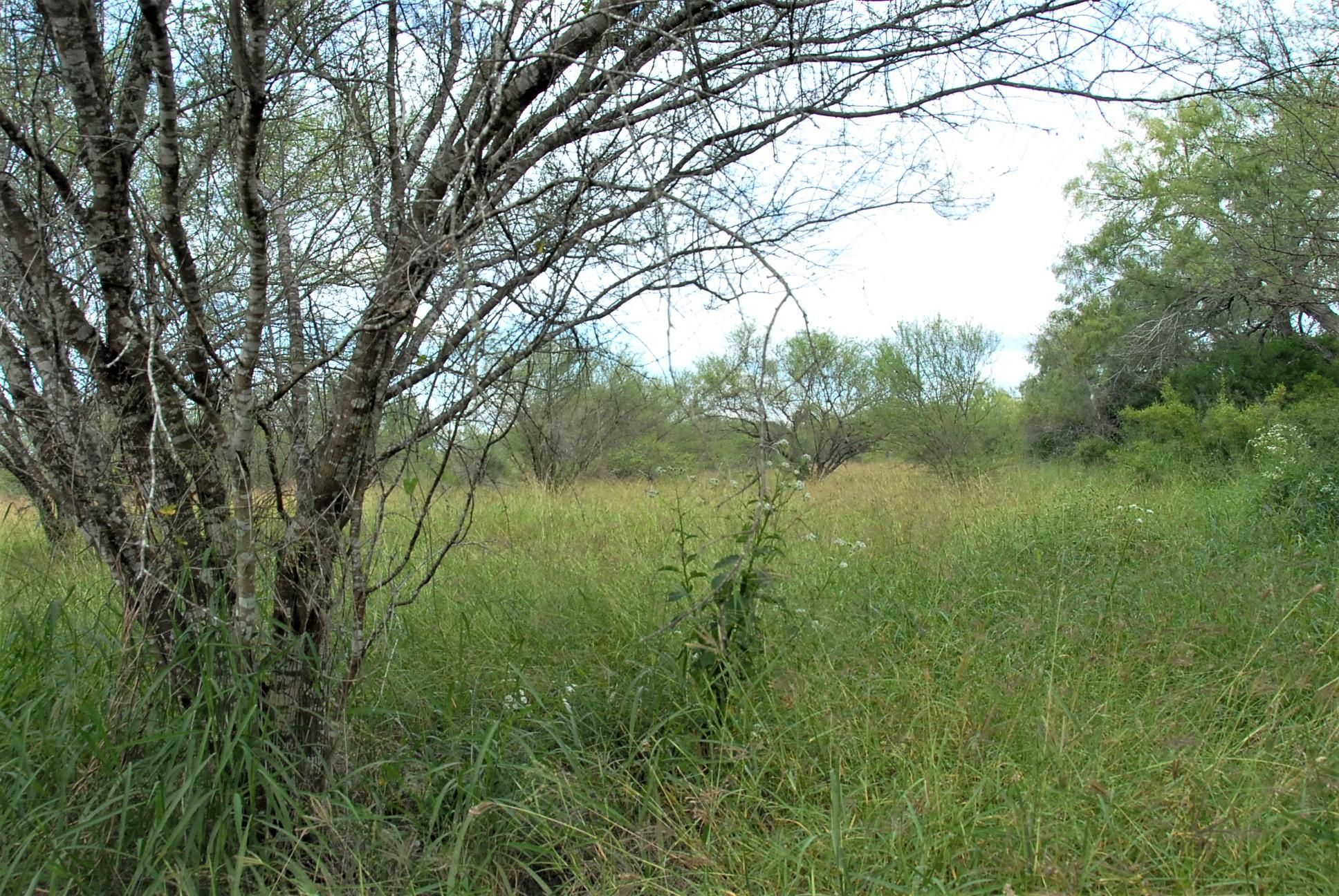 Skidmore, Bee County, TX Farms and Ranches for sale Property ID