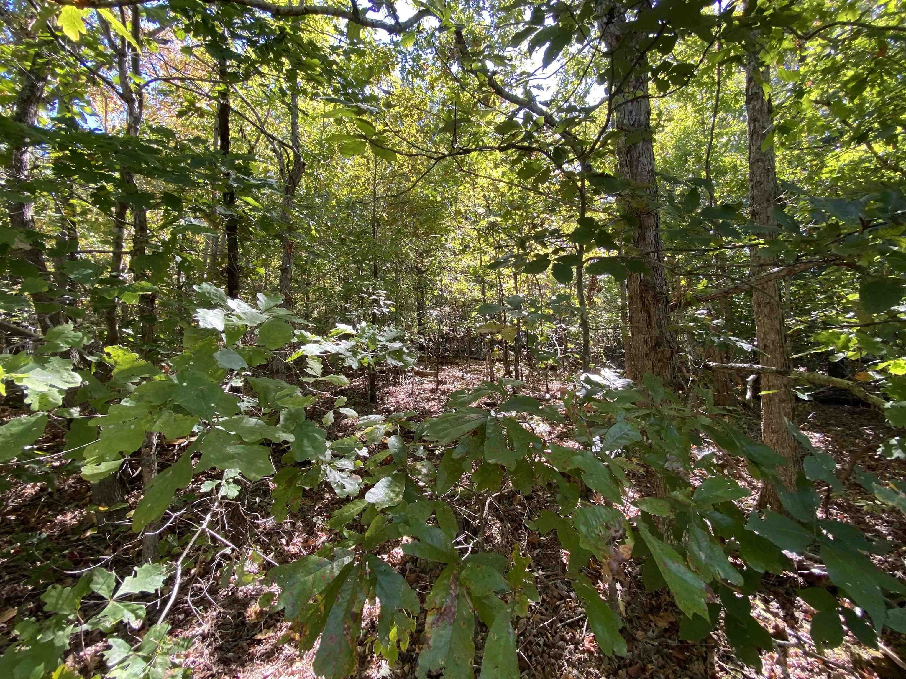 Selmer, McNairy County, TN Undeveloped Land for sale Property ID