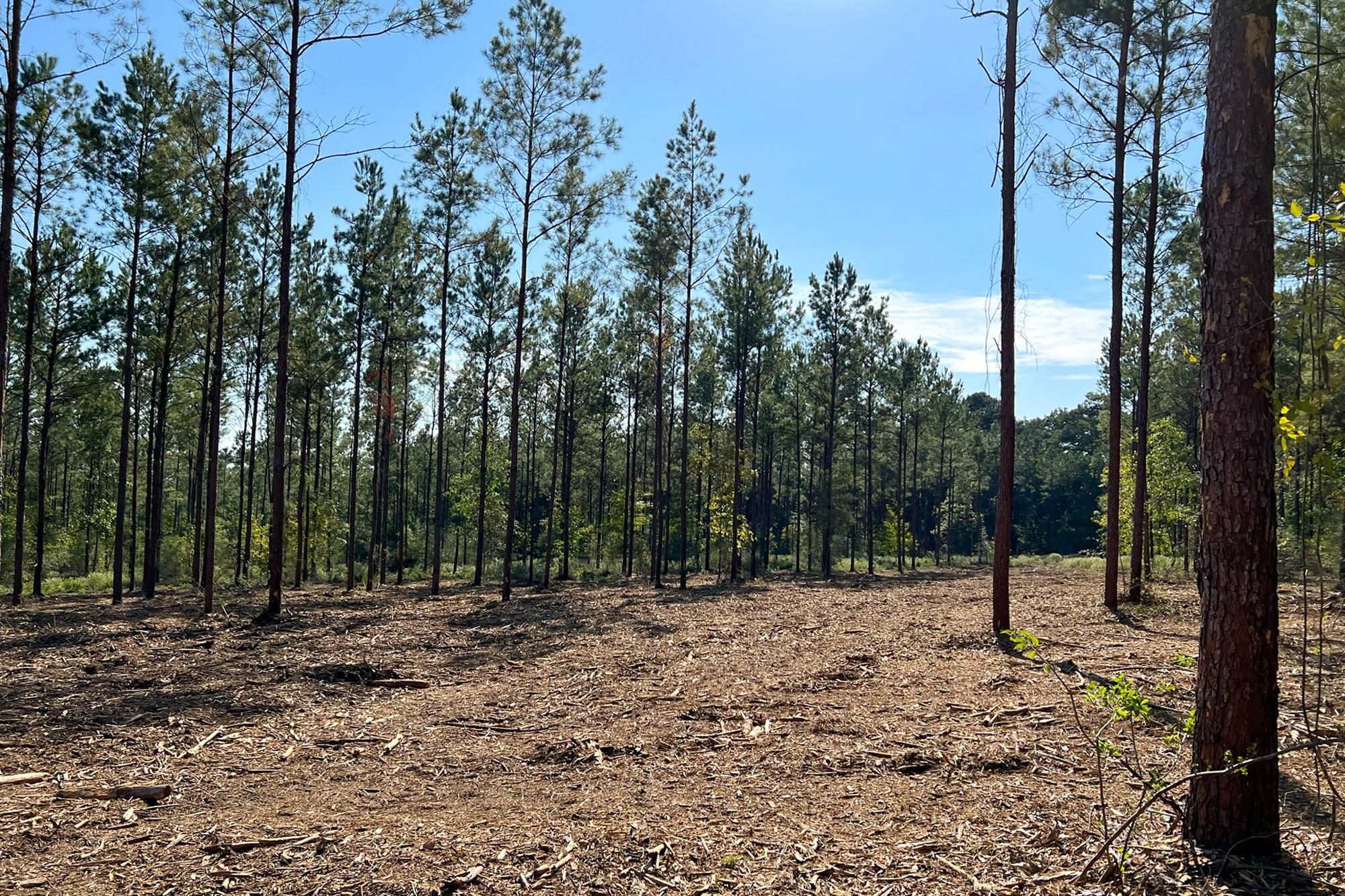 Colmesneil, Tyler County, TX Recreational Property, Undeveloped Land