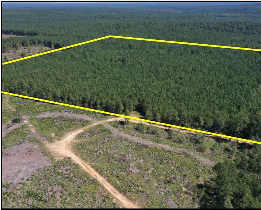 Chidester, Ouachita County, AR Timberland Property, Undeveloped Land