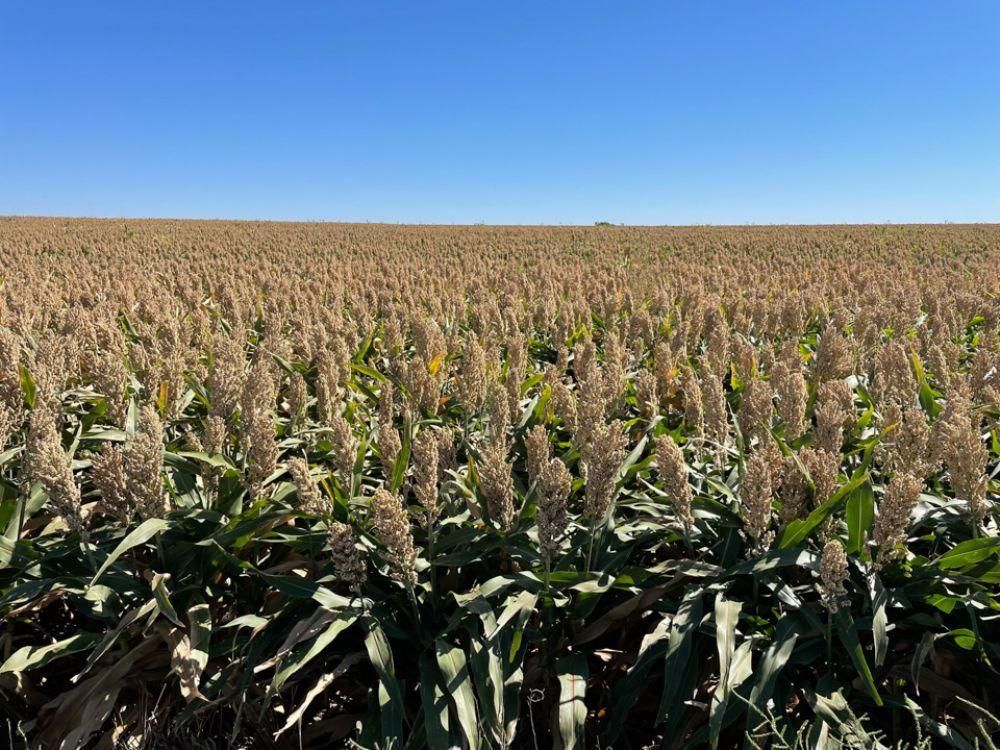 Alexander, Rush County, KS Farms and Ranches, Hunting Property for sale