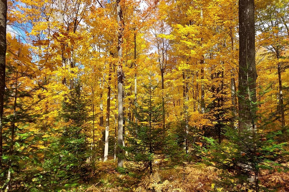 Langlade, Langlade County, WI Recreational Property, Hunting Property