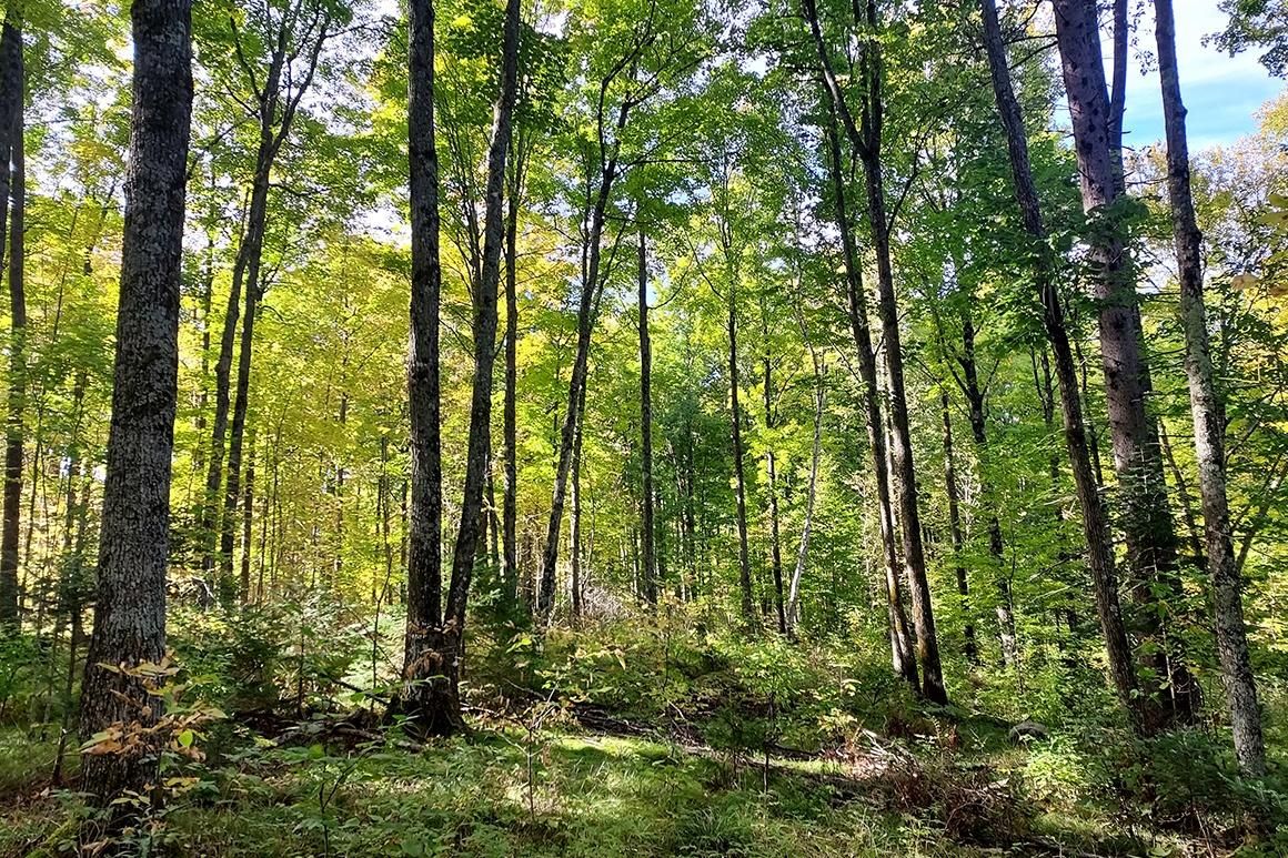 Langlade, Langlade County, WI Recreational Property, Hunting Property