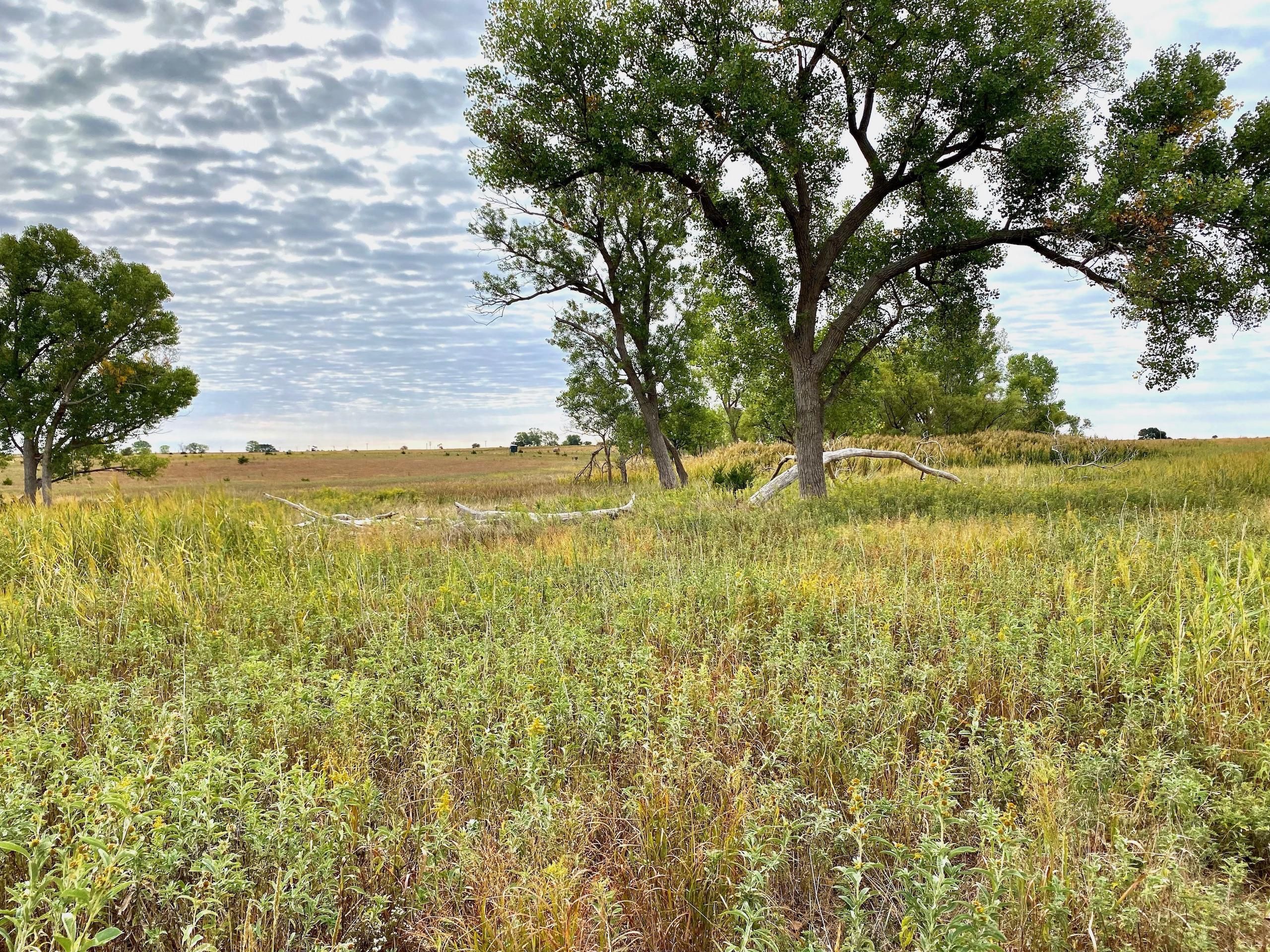 Dorrance, Russell County, KS Farms and Ranches, Timberland Property
