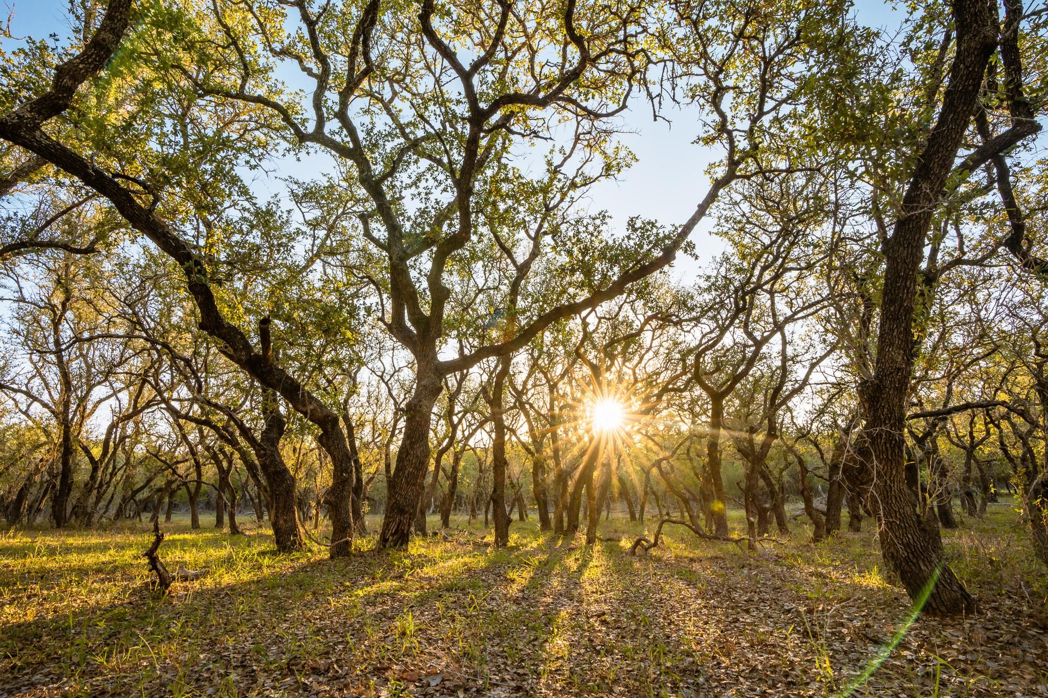 San Antonio, Bexar County, TX Farms and Ranches, Undeveloped Land