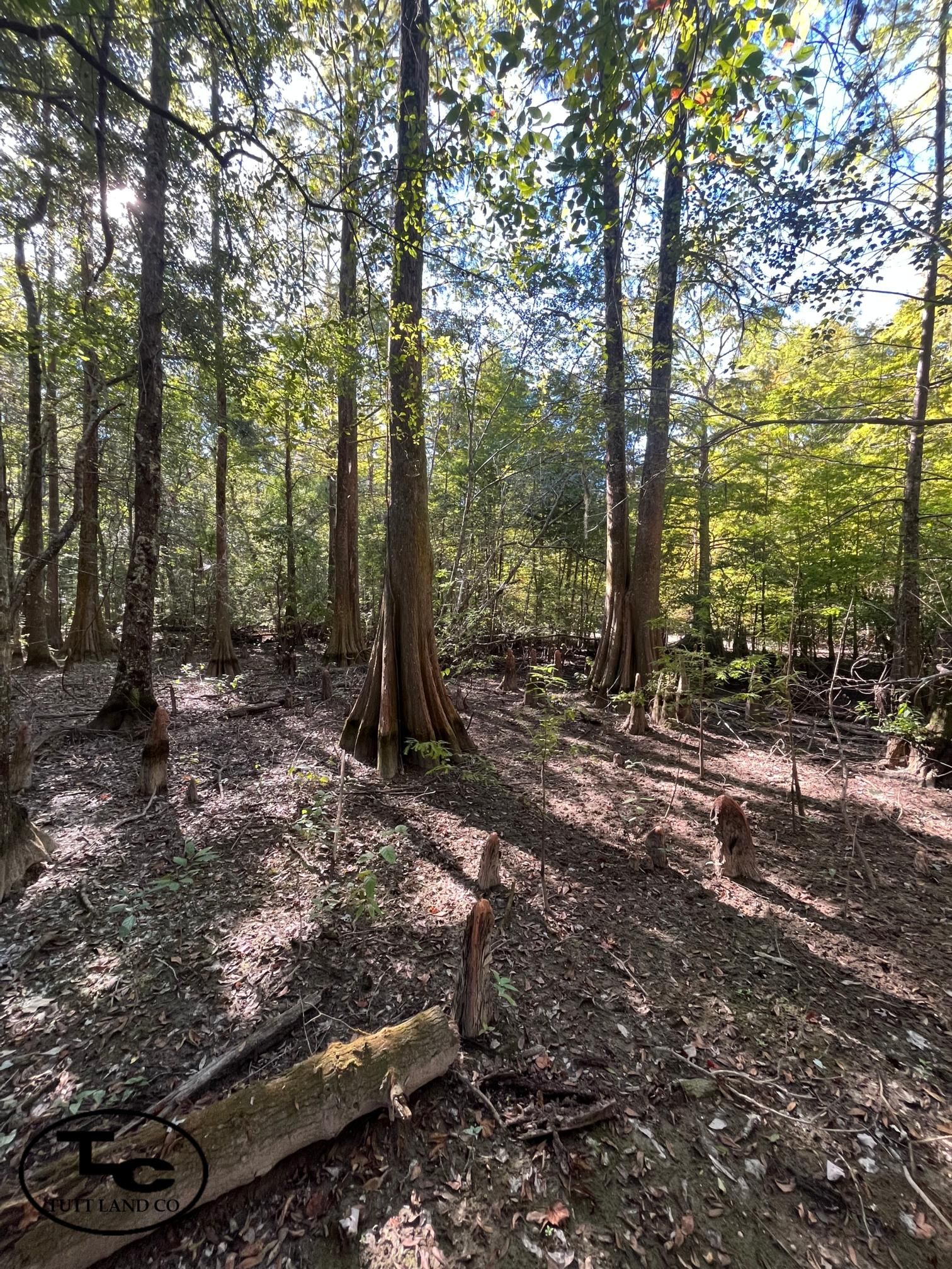 Selma, Dallas County, AL Recreational Property, Timberland Property