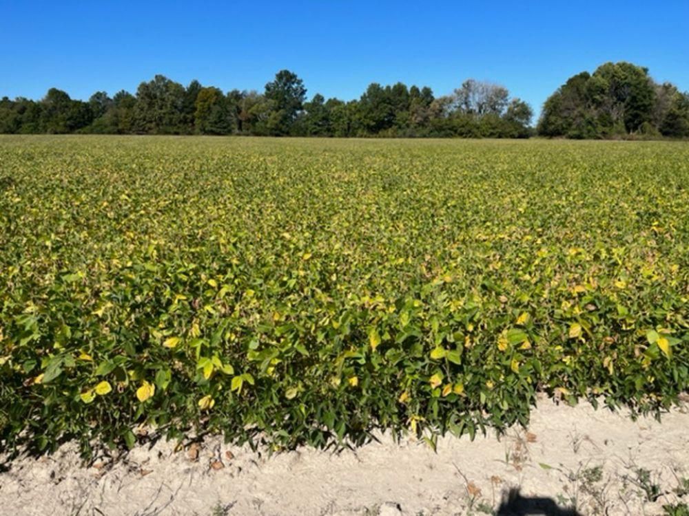 Poplar Bluff, Butler County, MO Farms and Ranches, Undeveloped Land for